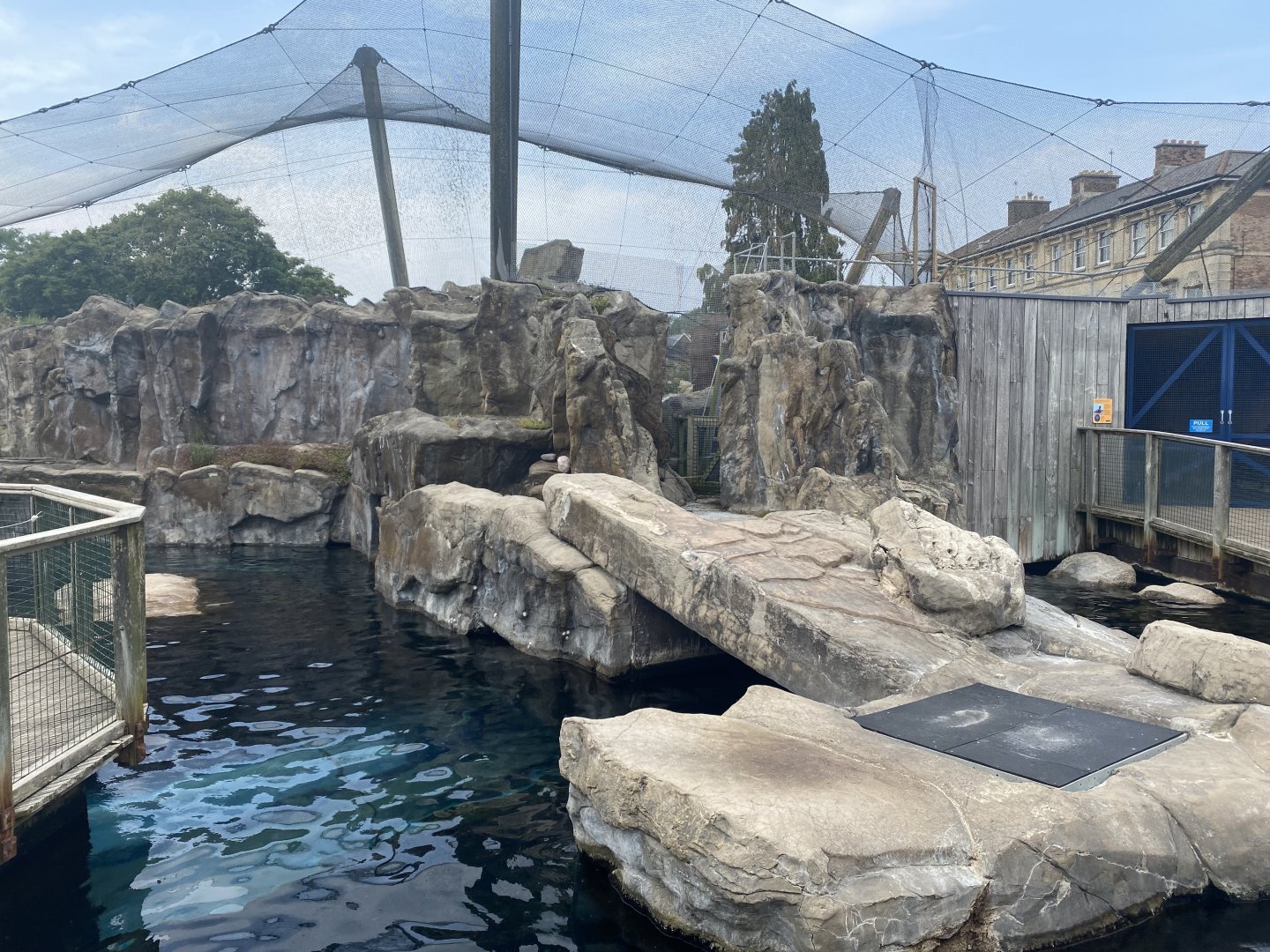 South American fur seal exhibit 010721