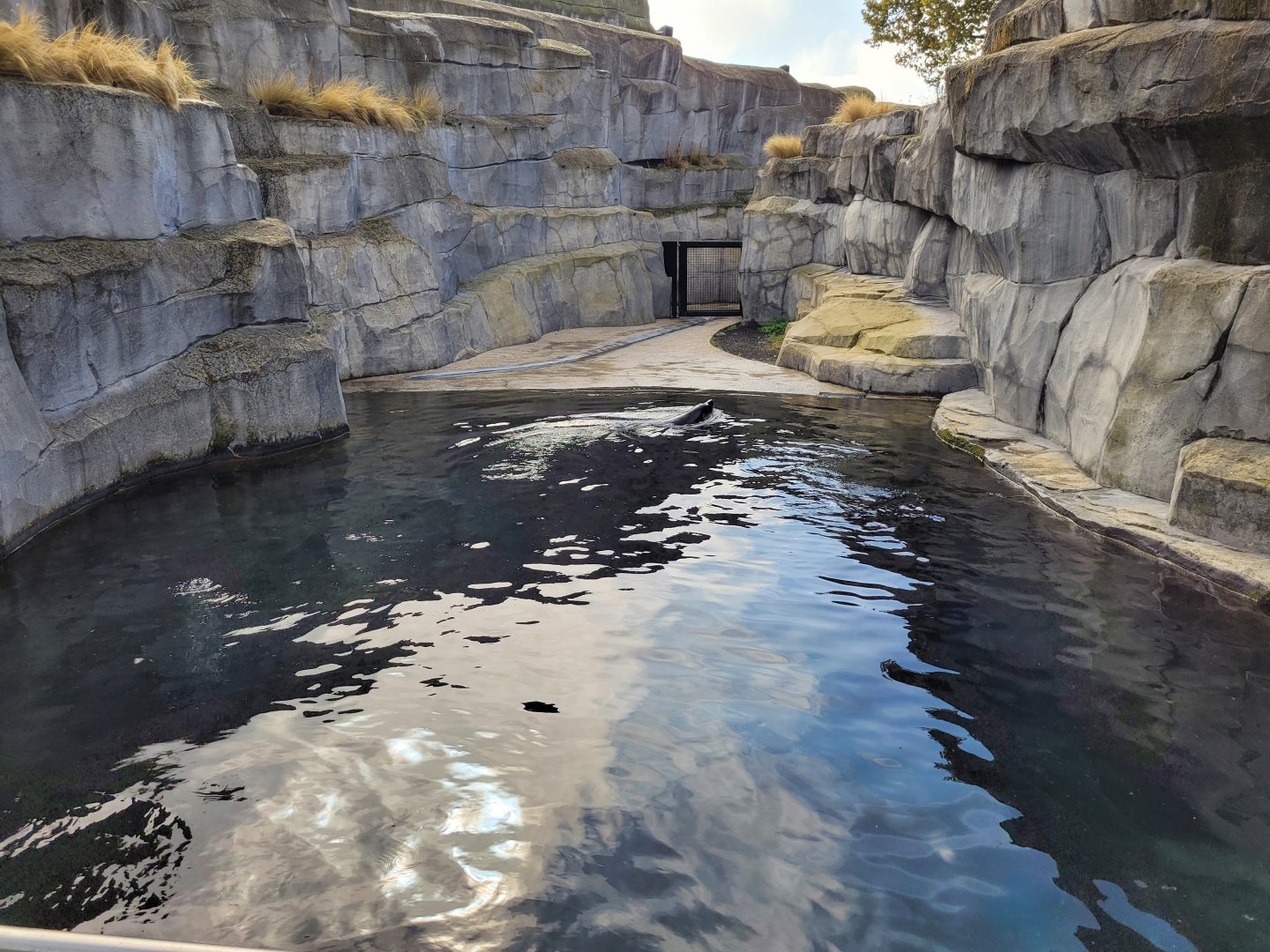 South American fur seal exhibit -Parc Zoologique de Paris (2022)