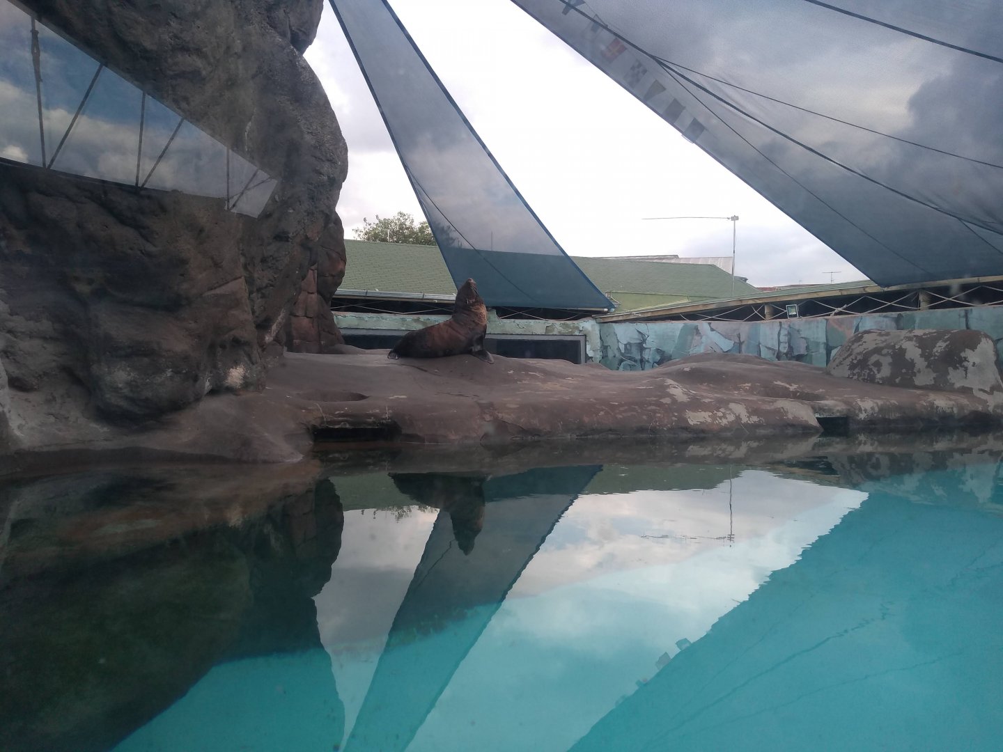 South American fur seal exhibit - São Paulo Aquarium