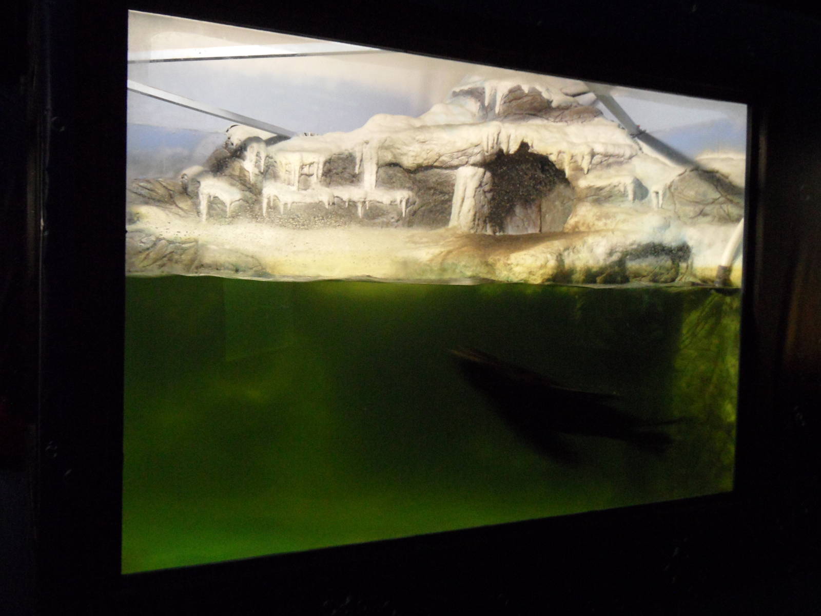 South american fur seal exhibit