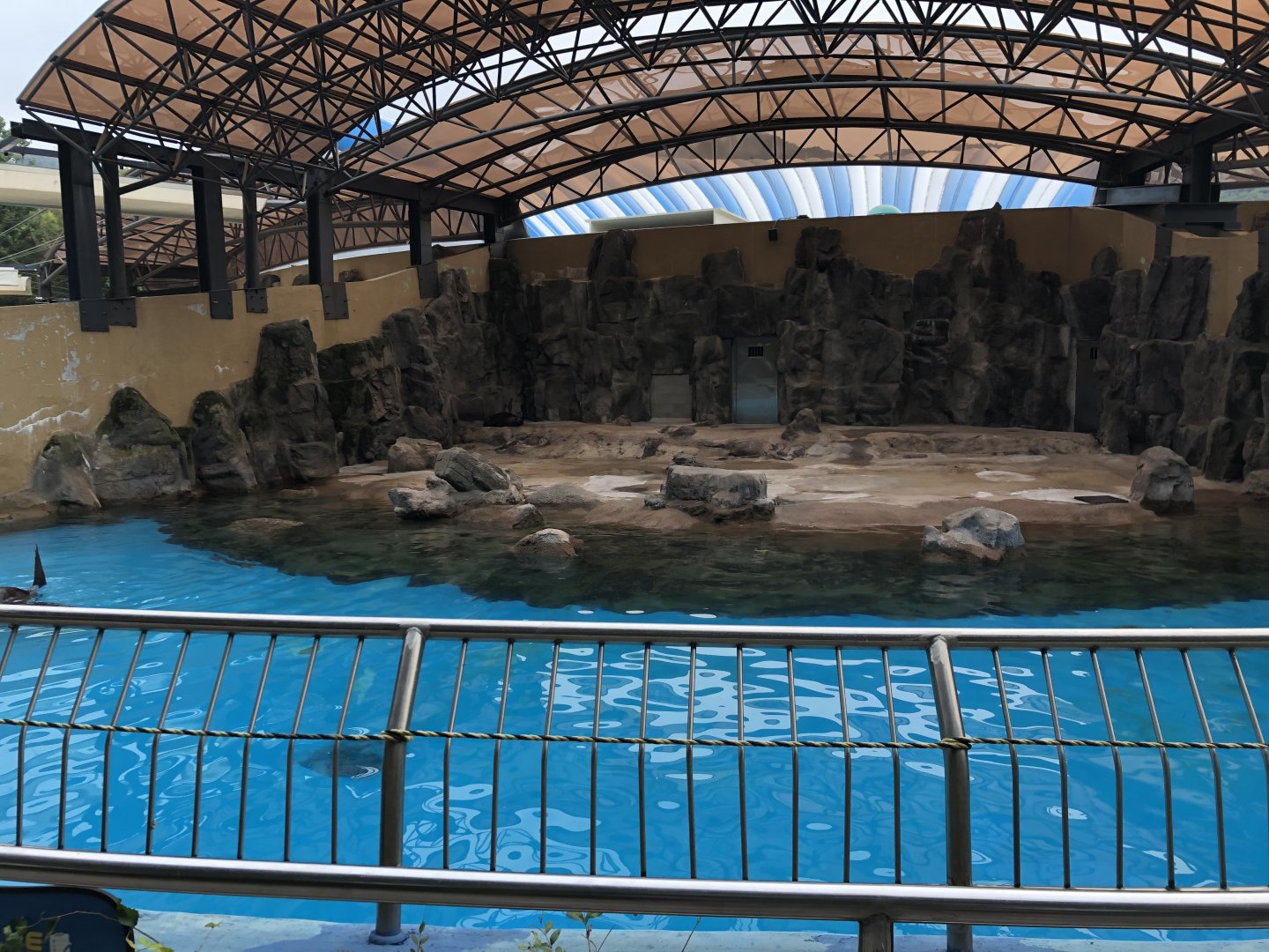 South American Fur Seal Exhibit