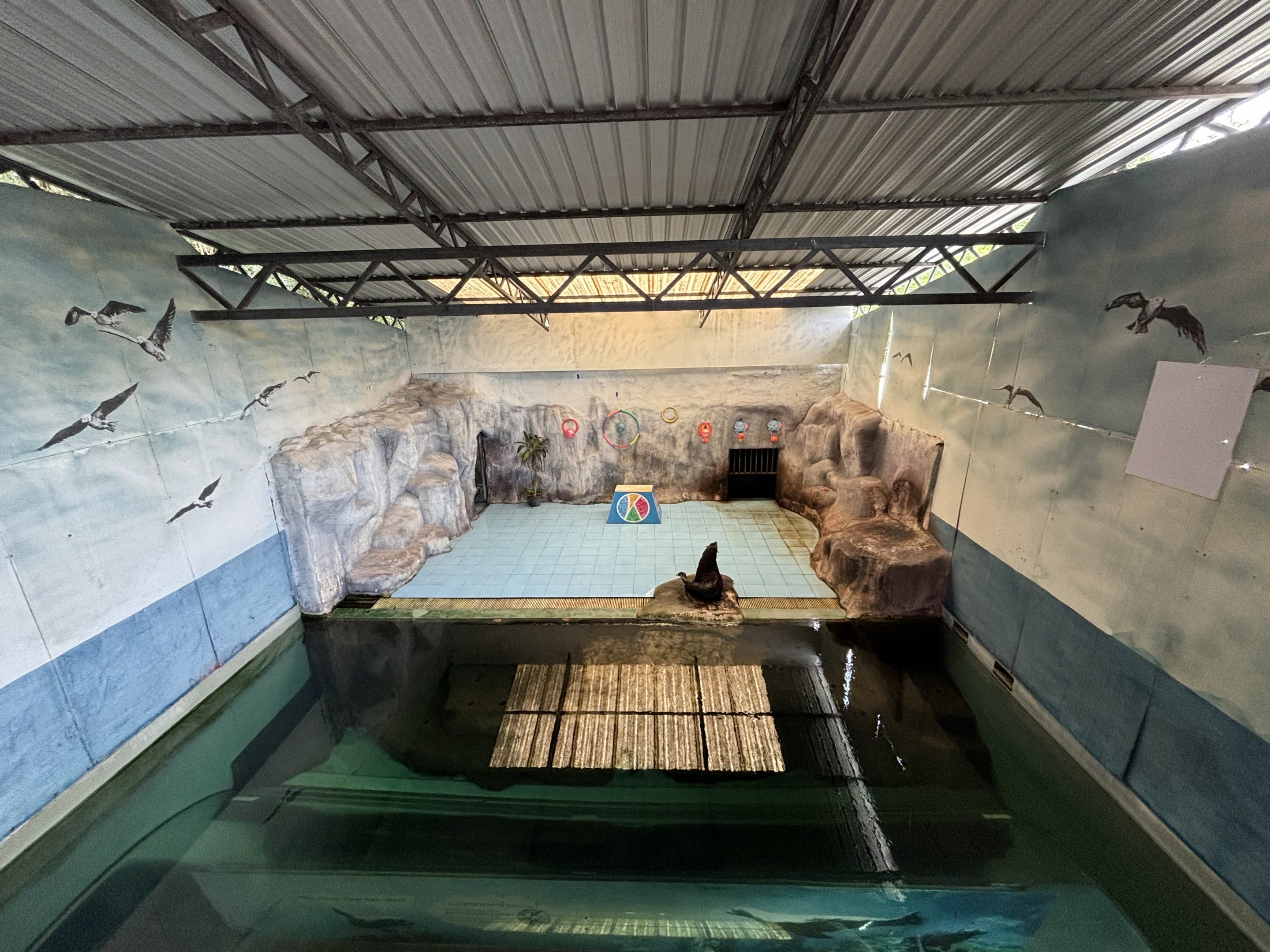 South American Fur Seal Exhibit