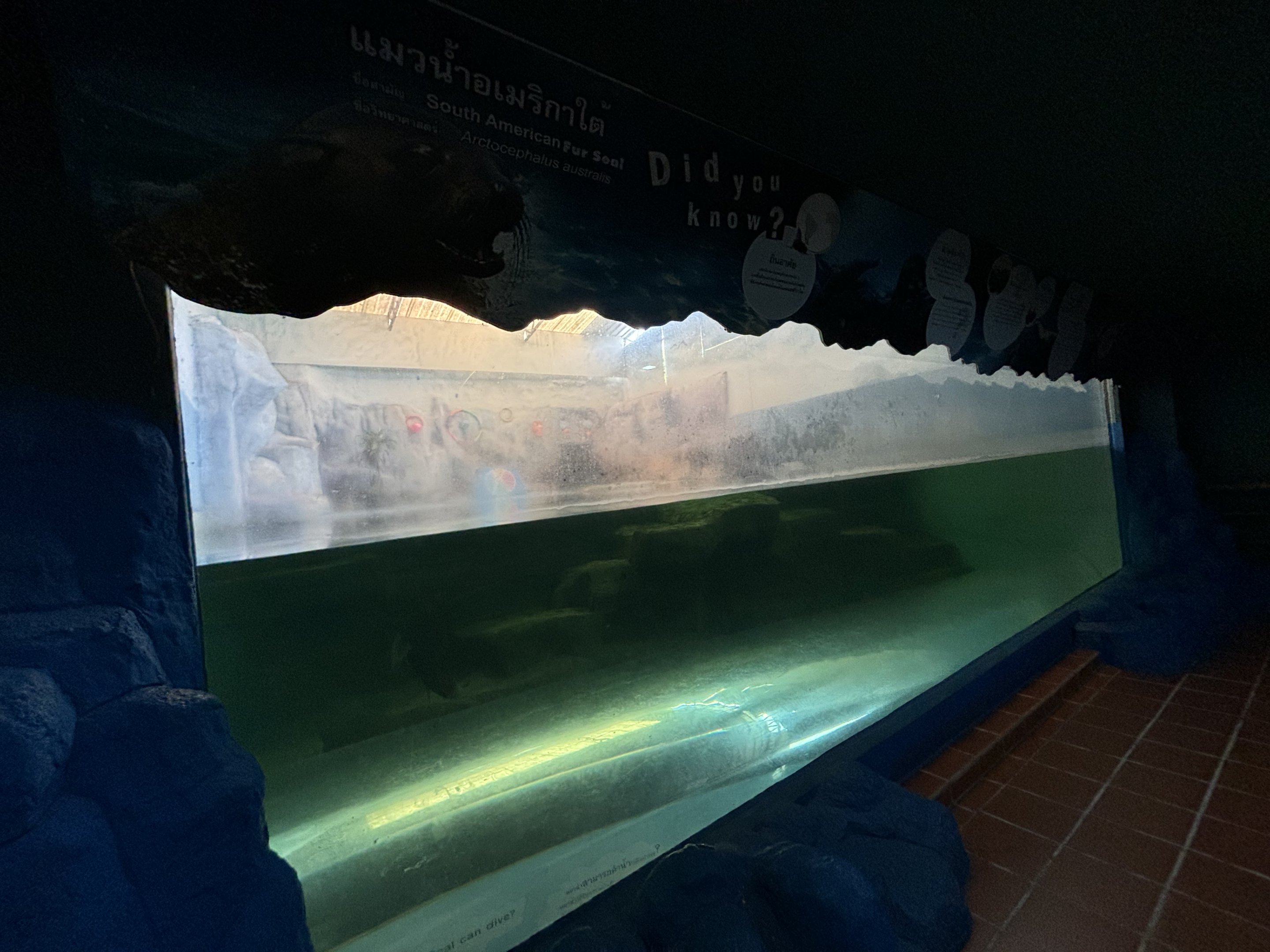 South American Fur Seal Exhibit