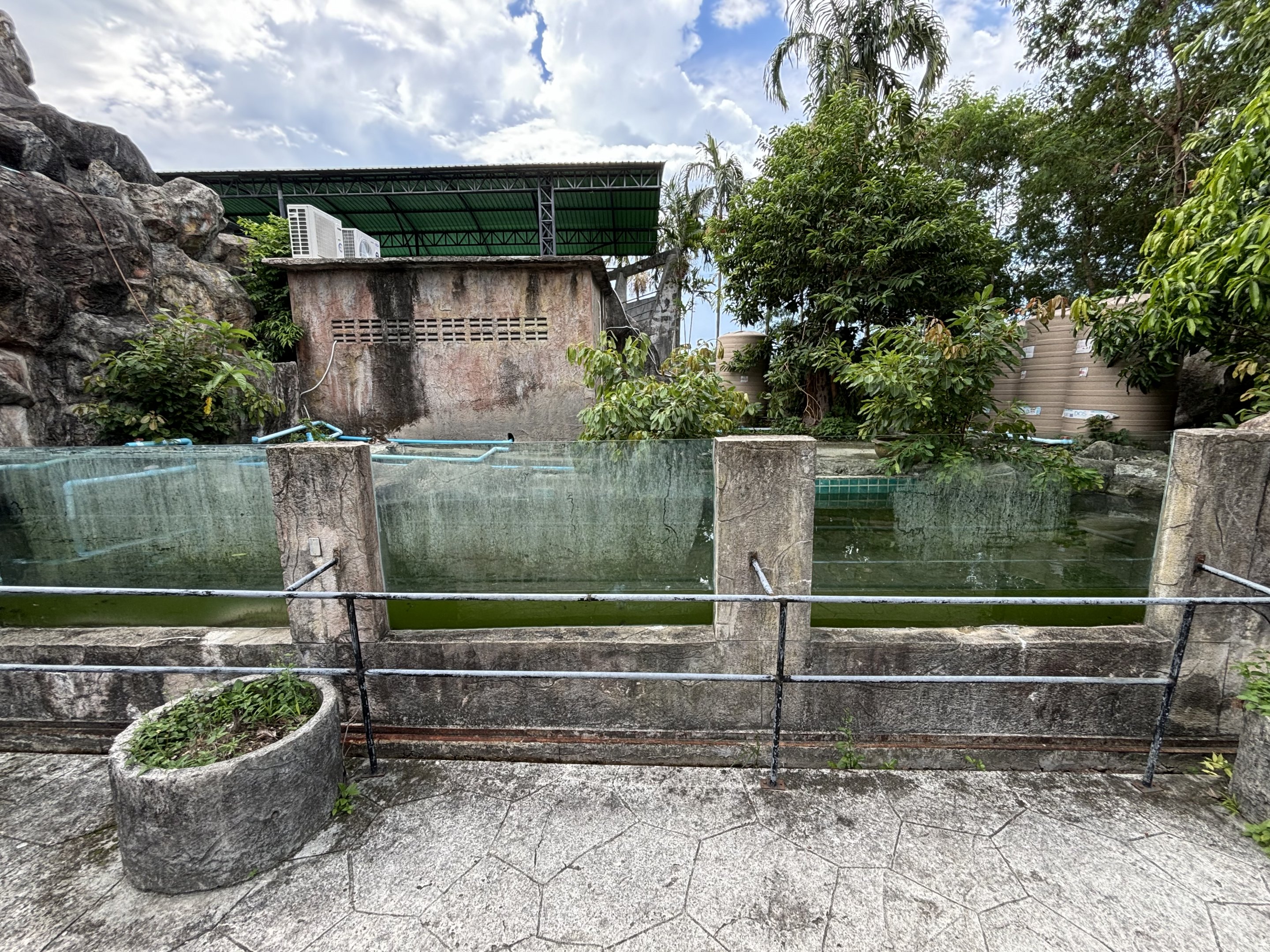 South American Fur Seal Exhibit