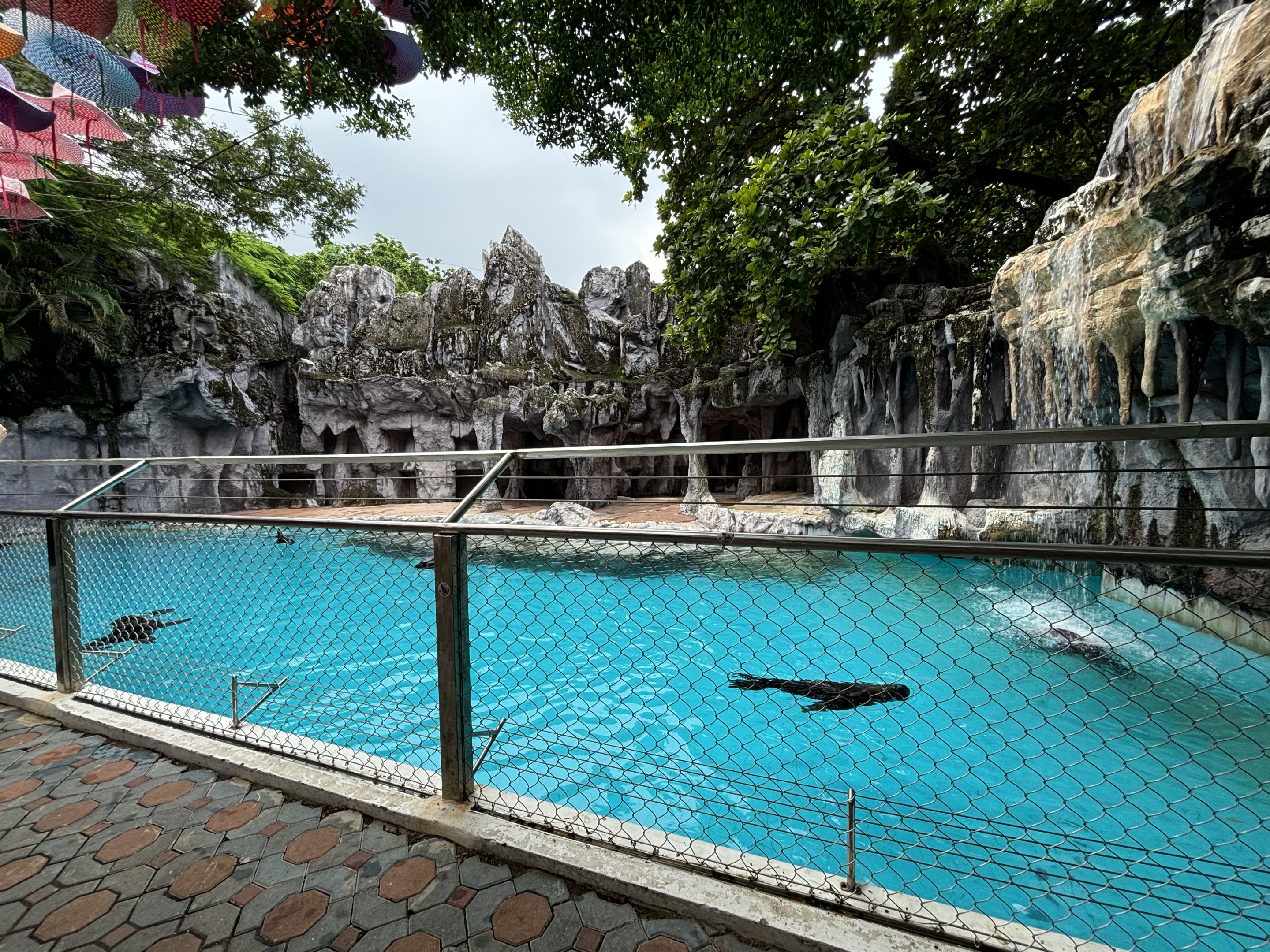 South American Fur Seal Exhibit