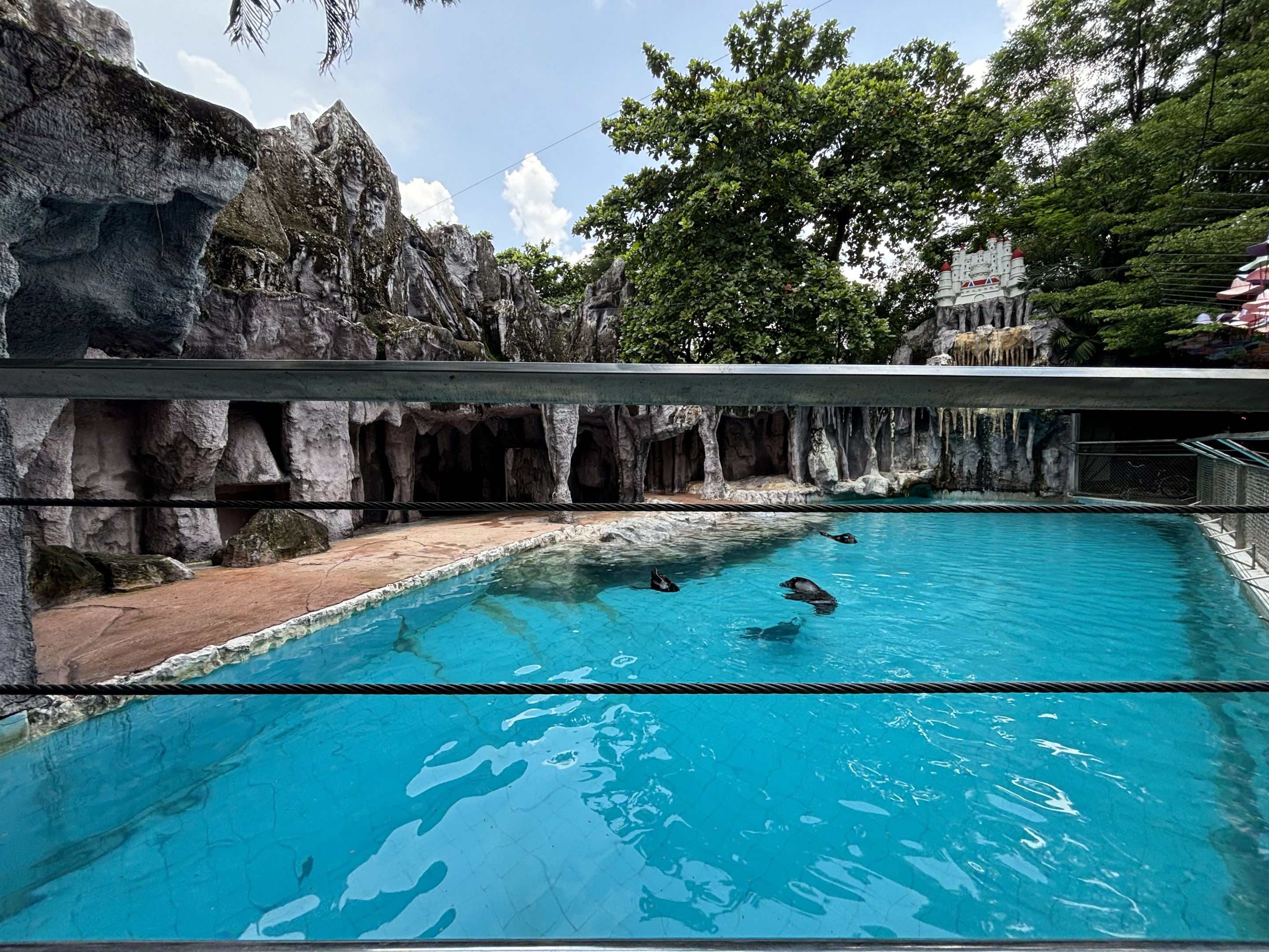 South American Fur Seal Exhibit