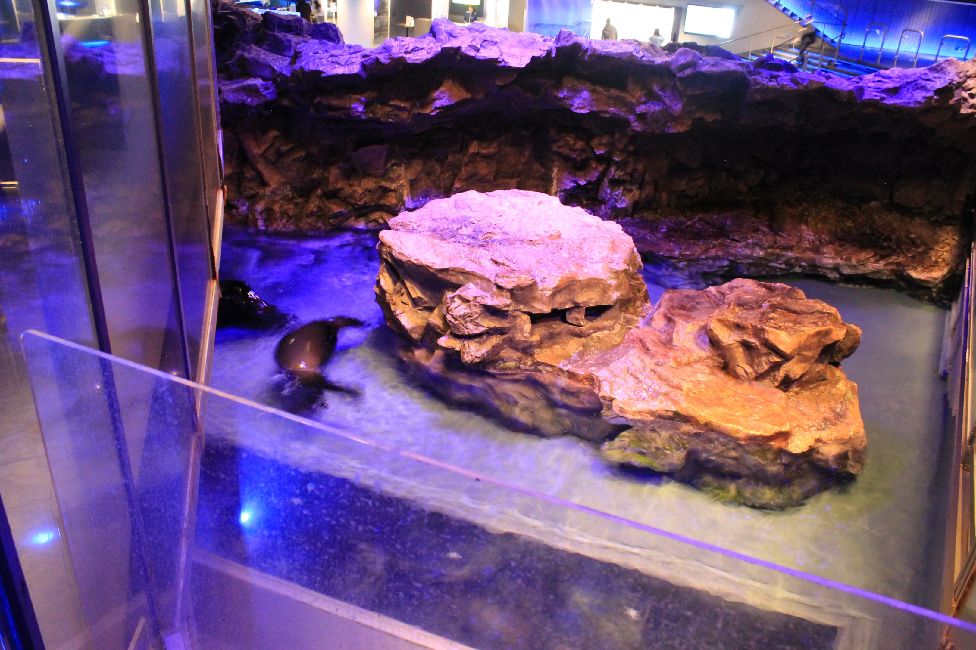 South American Fur Seal exhibit