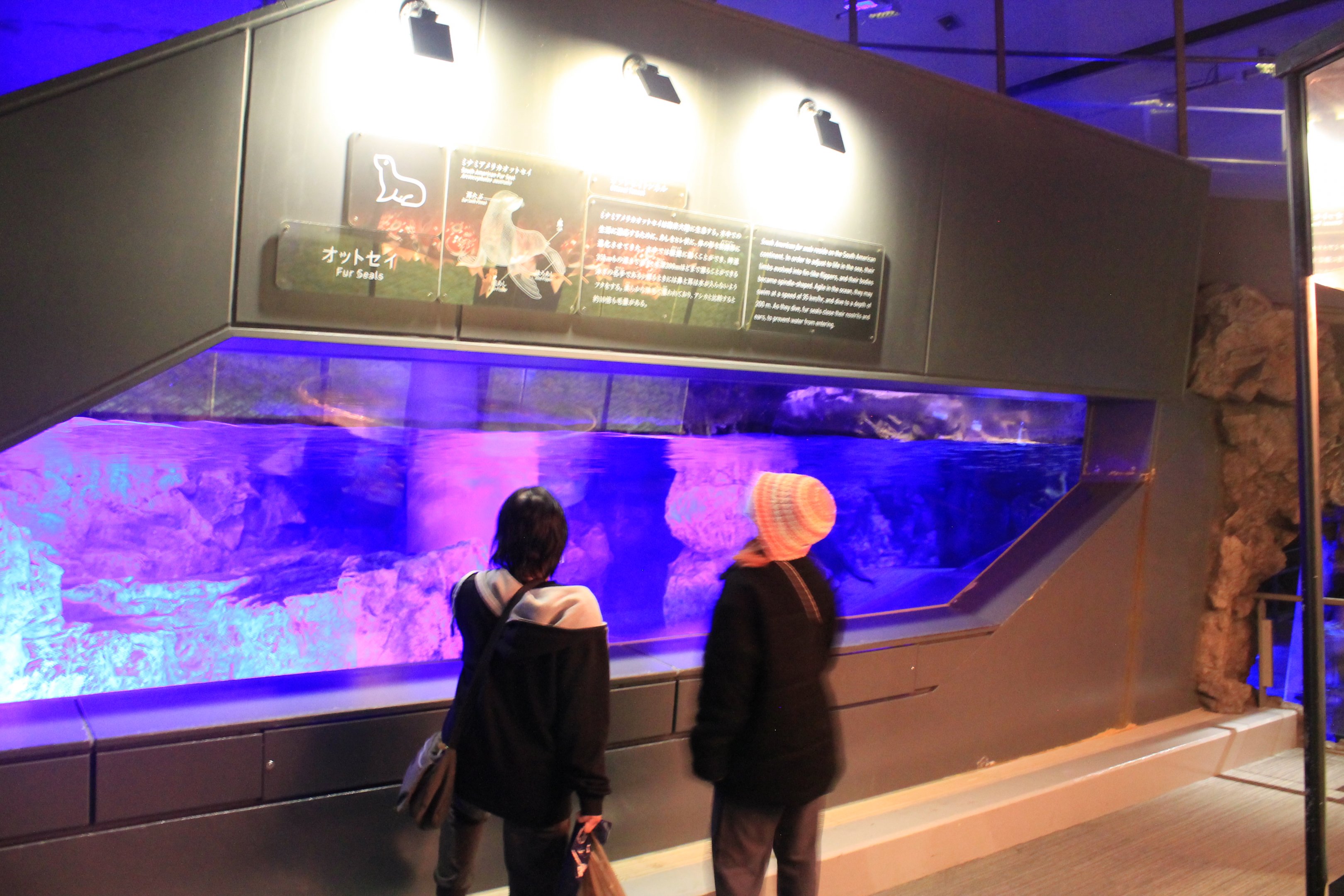 South American Fur Seal exhibit