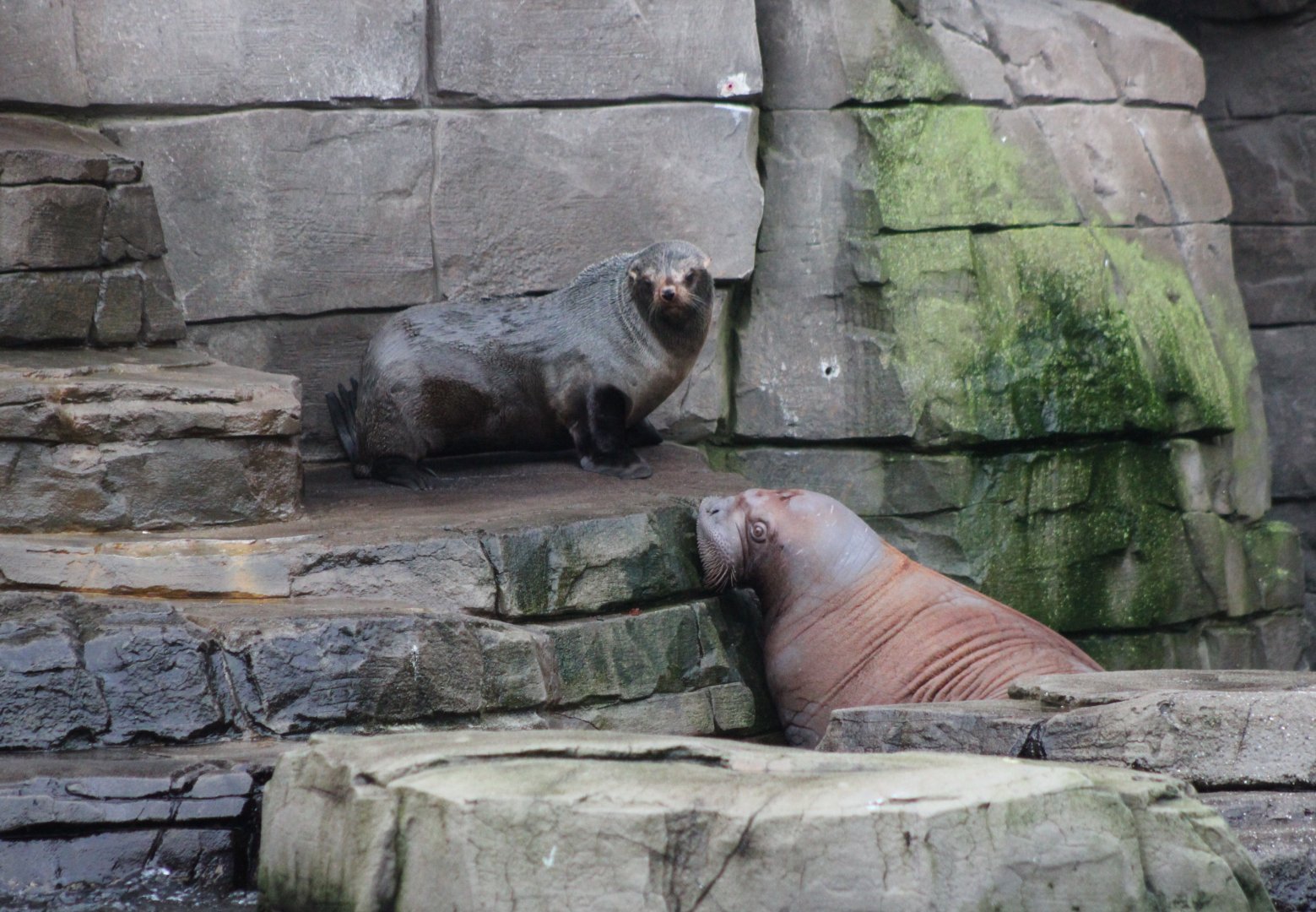 South American fur seal - Juvenile Walrus