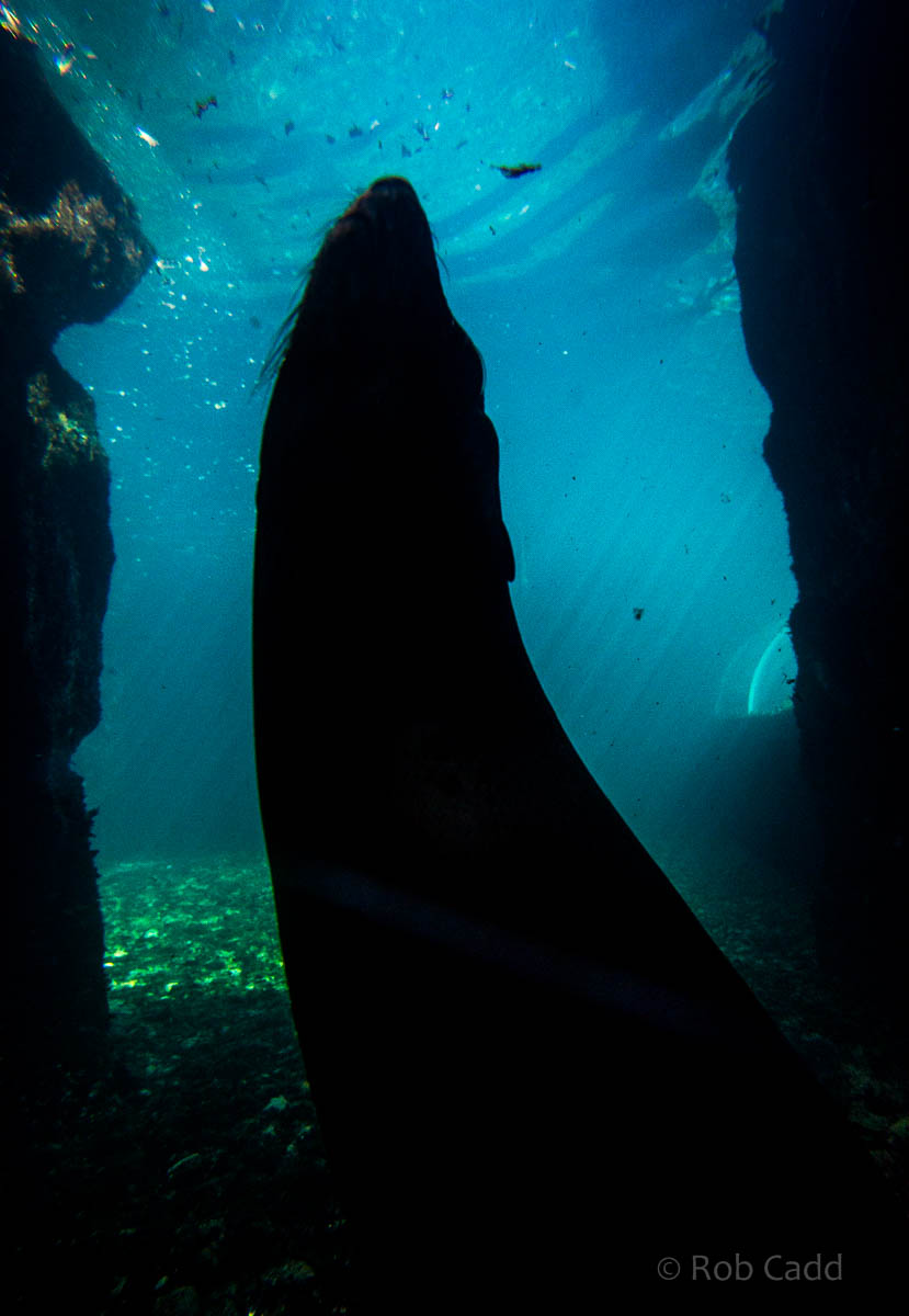 South American fur seal : Living Coasts : 24 Sep 2015