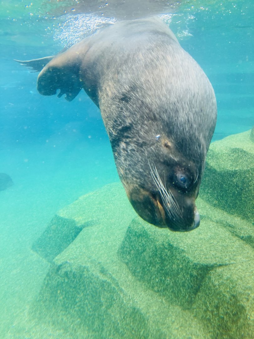 South American fur seal male
