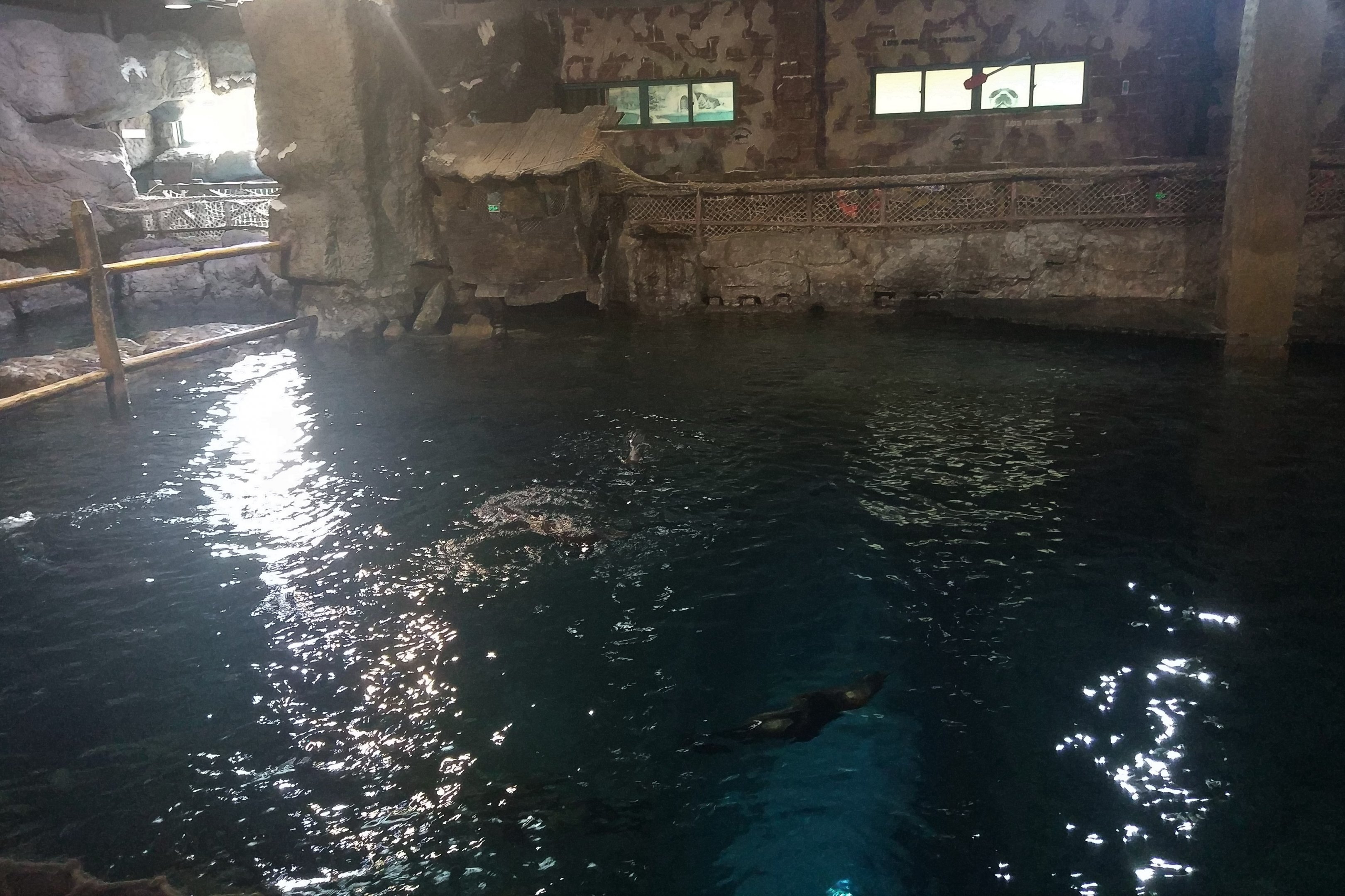 South American Fur Seal Pool