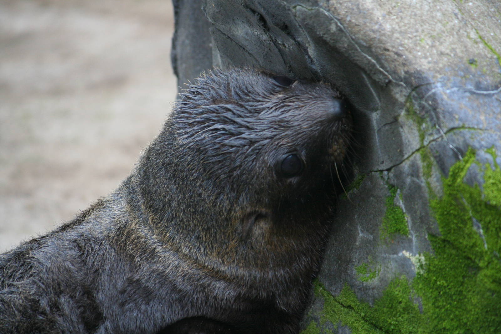 South American fur seal pup