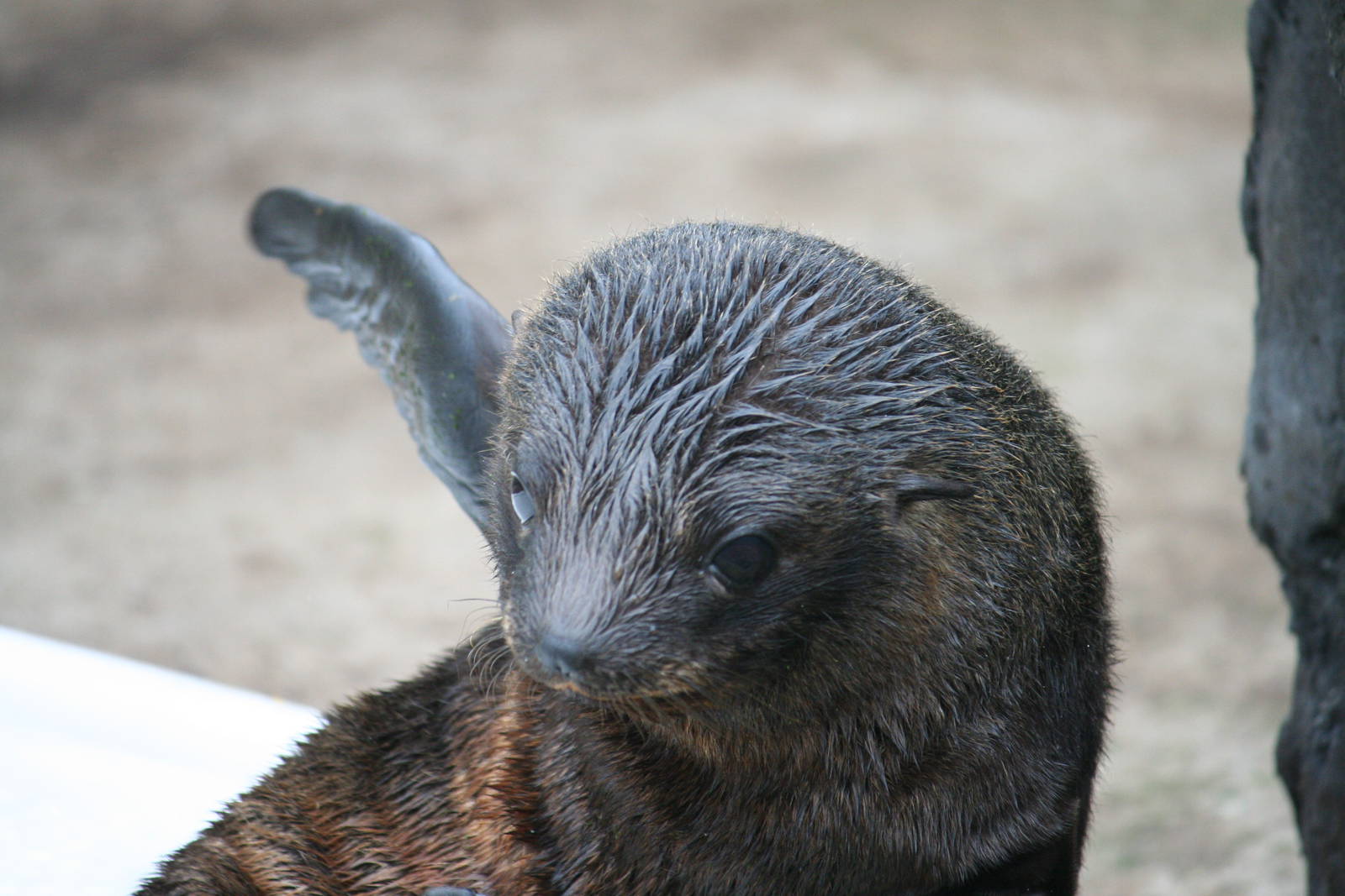 South American fur seal pup