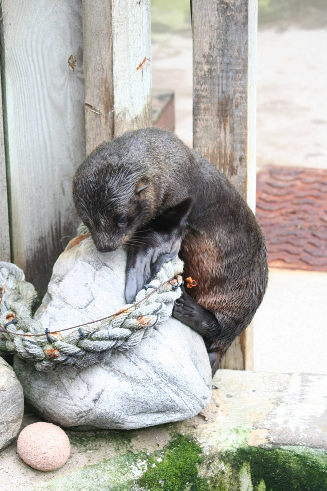 South American fur seal pup