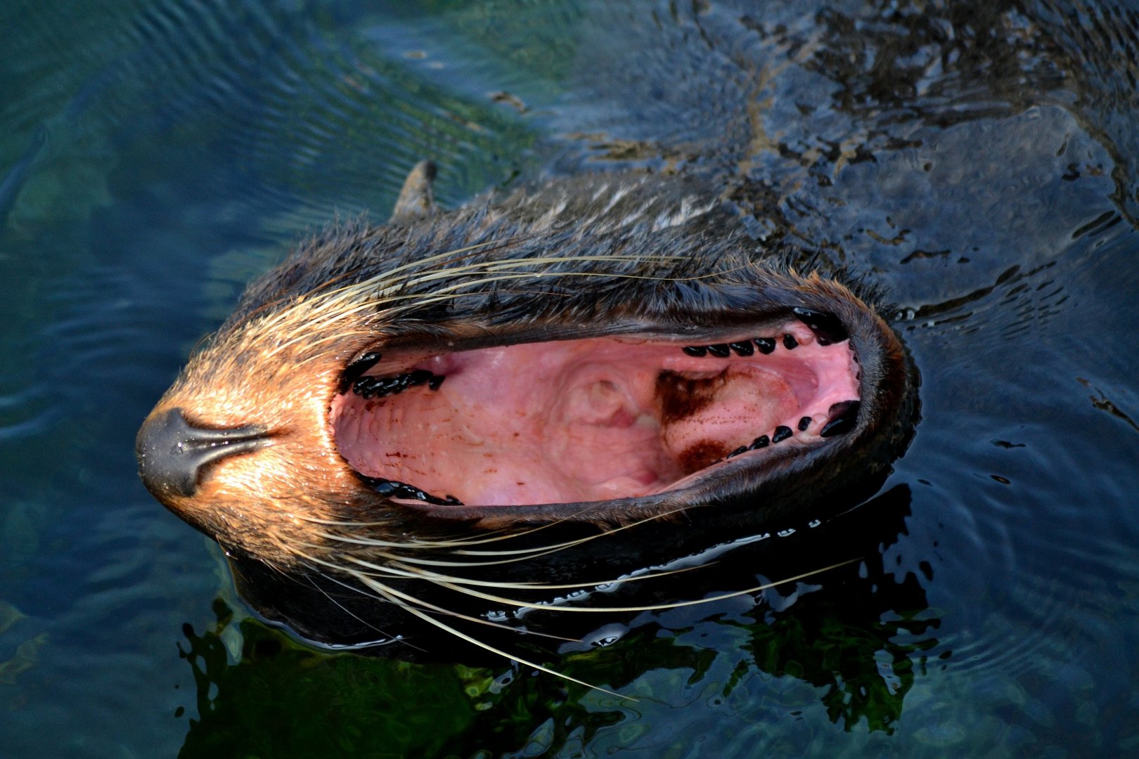 South American fur Seal - September 2016