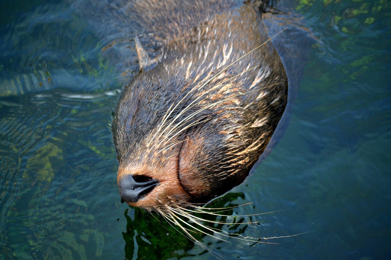 South American Fur Seal - September 2016