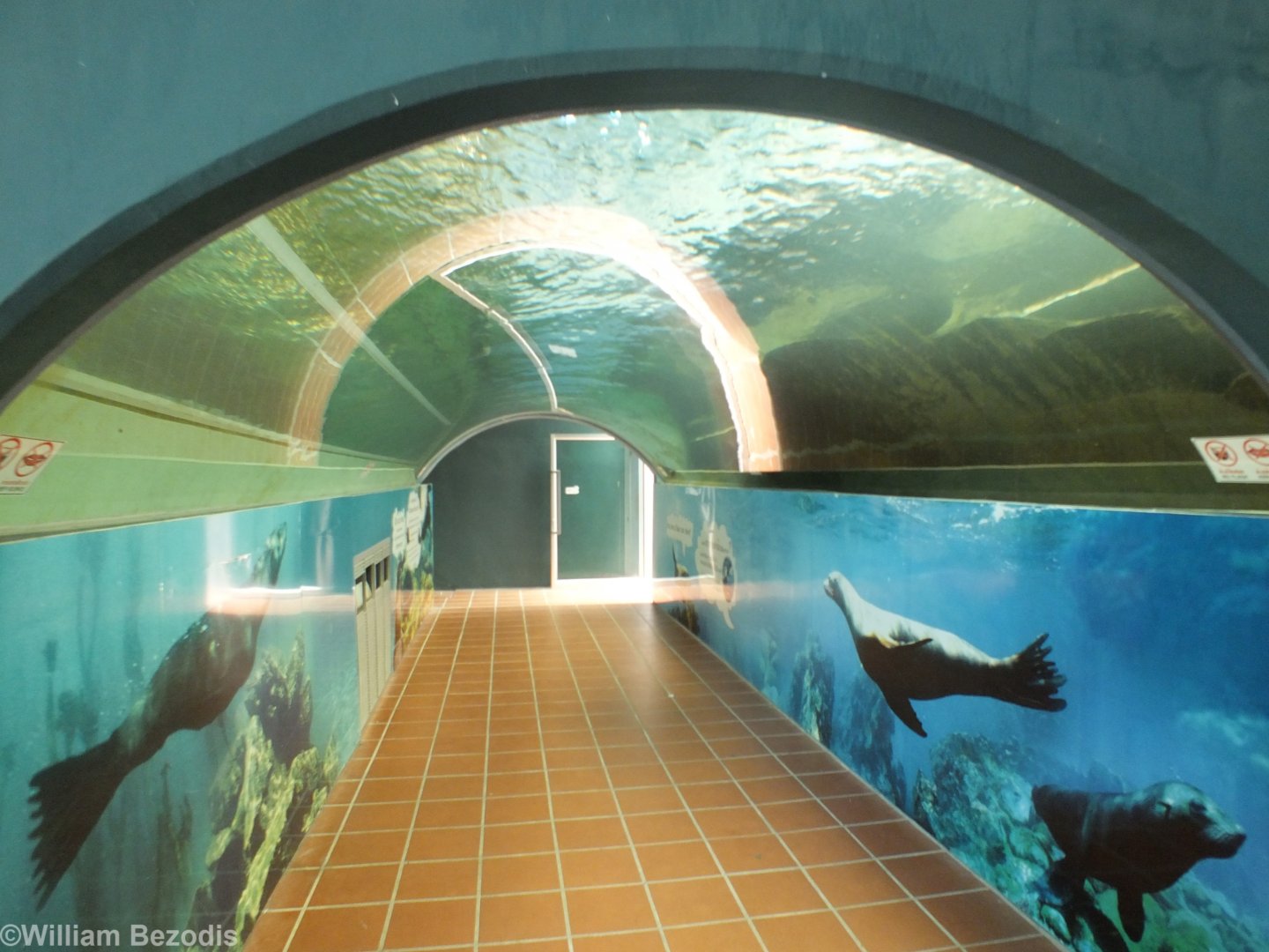 South American Fur Seal Tunnel