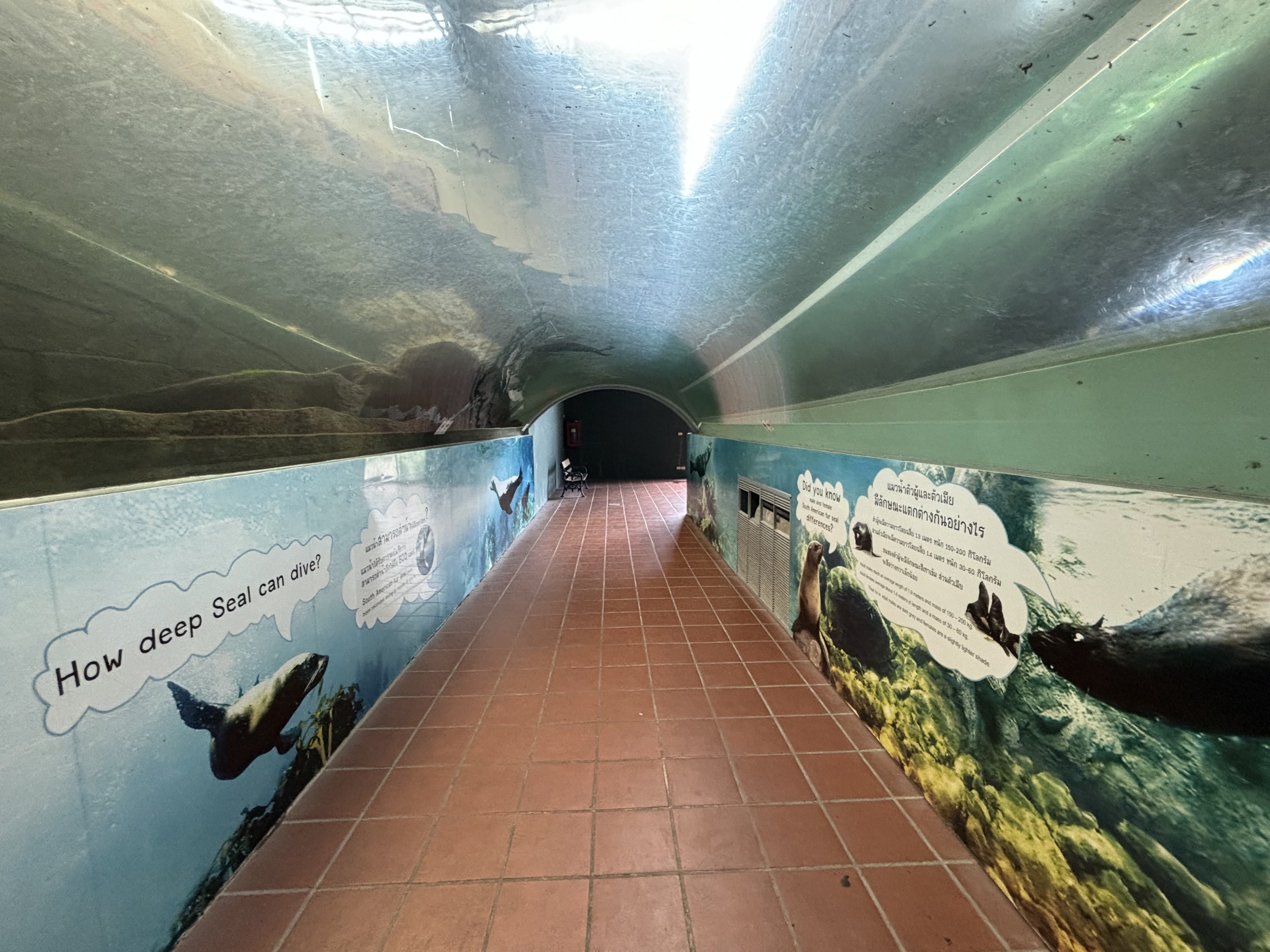 South American Fur Seal Tunnel