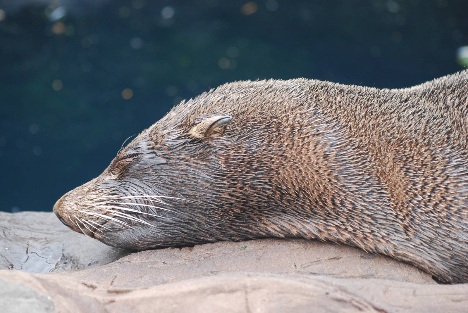 South American fur seal