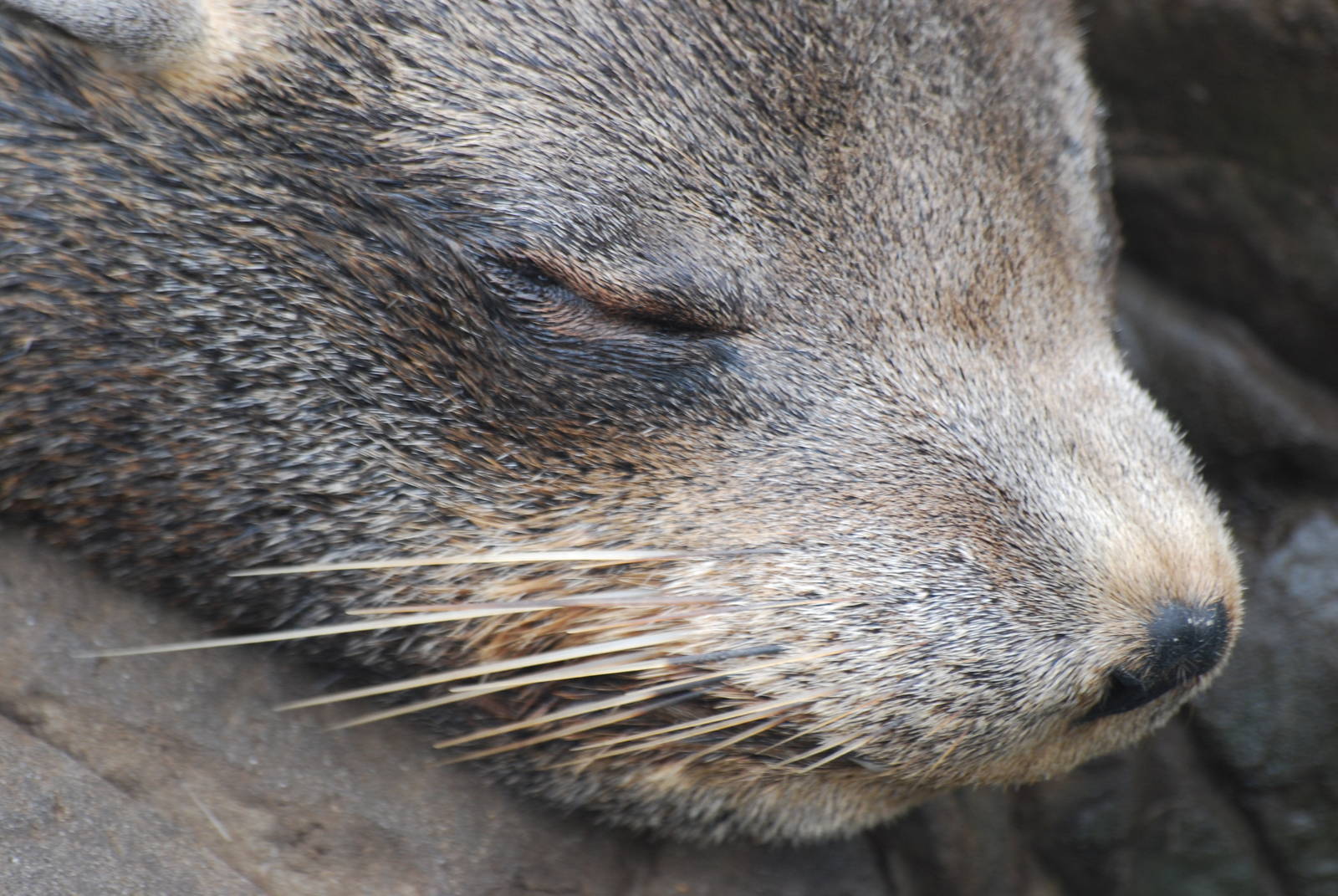 South American fur seal