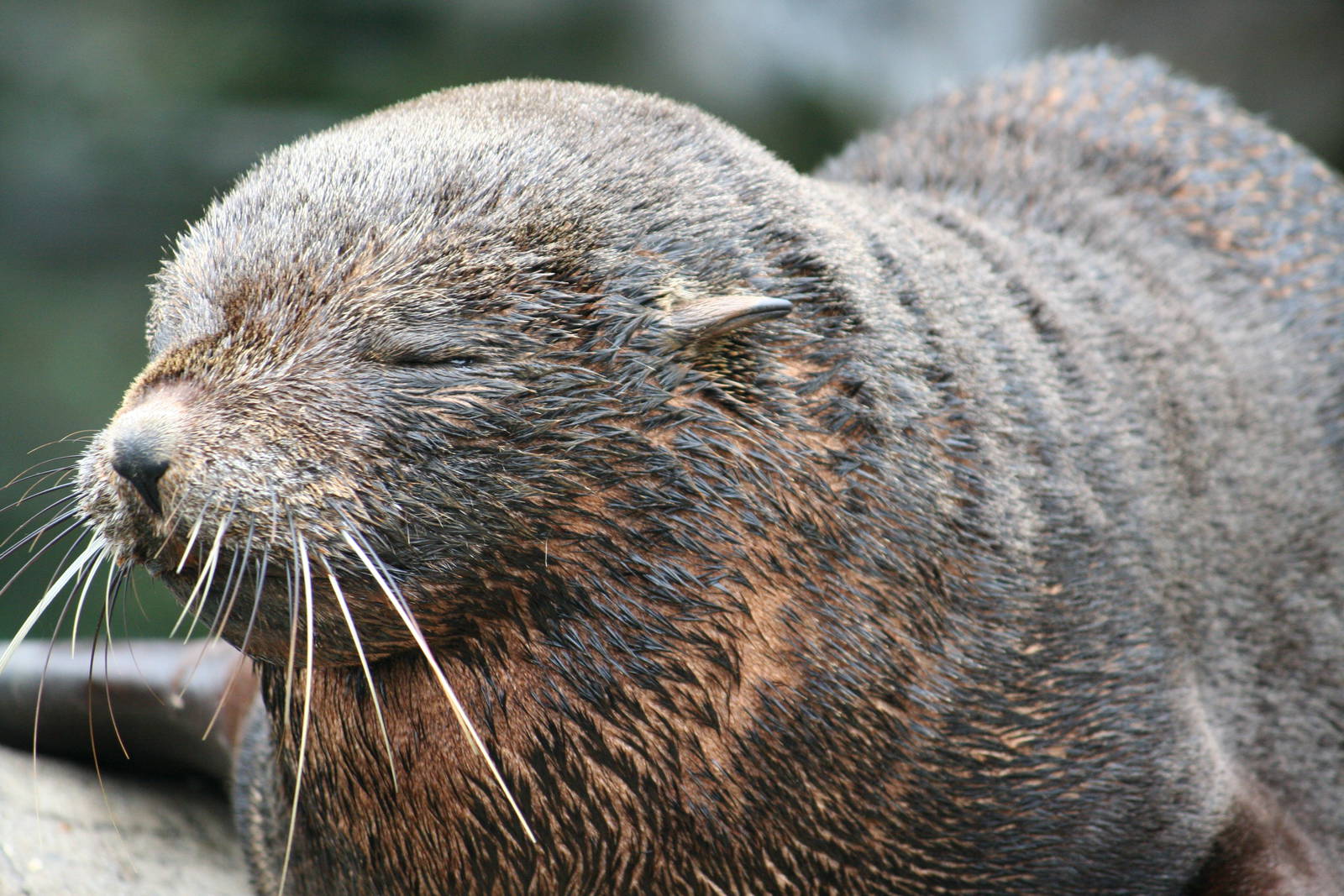 South American fur seal