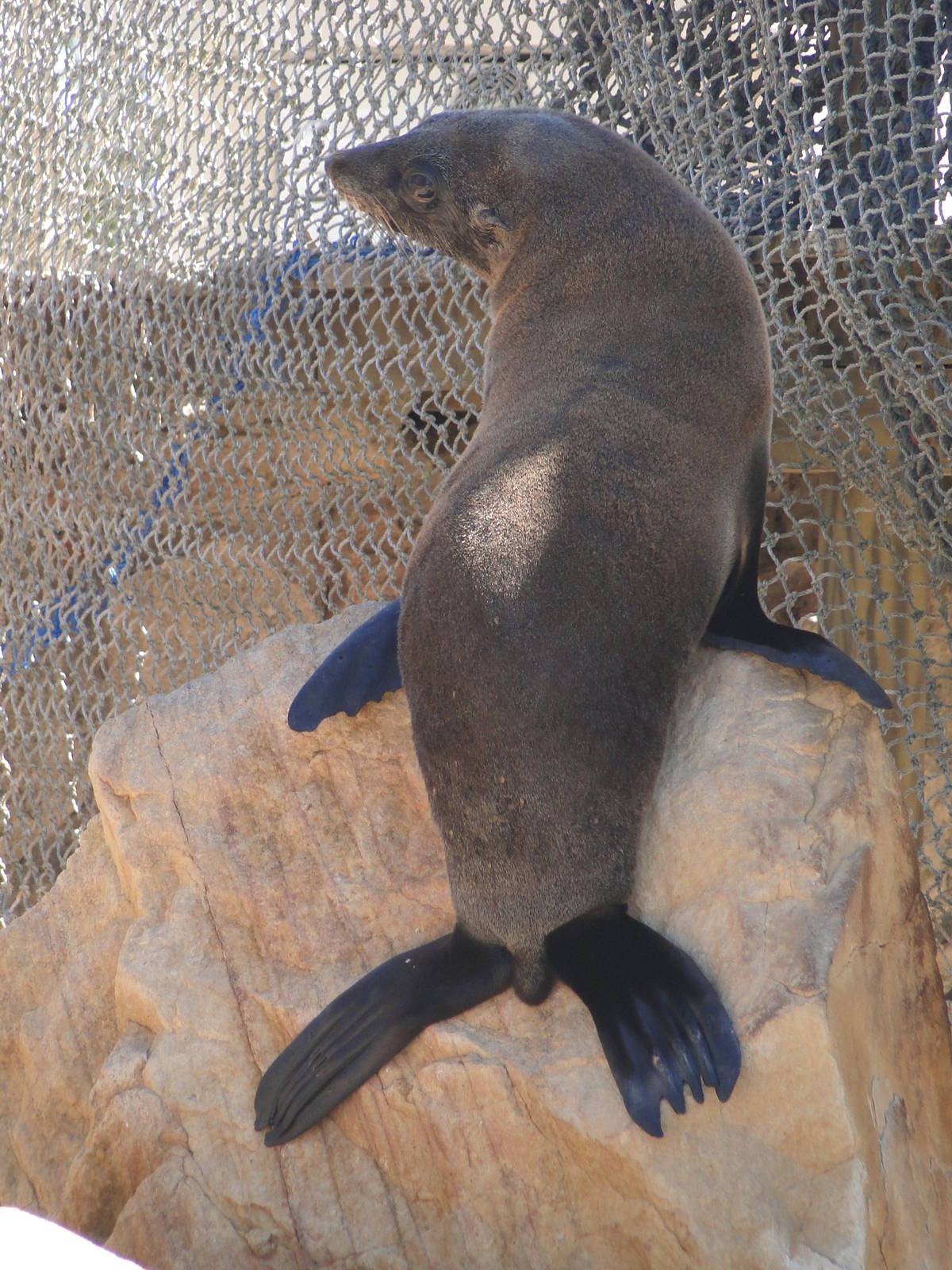 South American Fur Seal