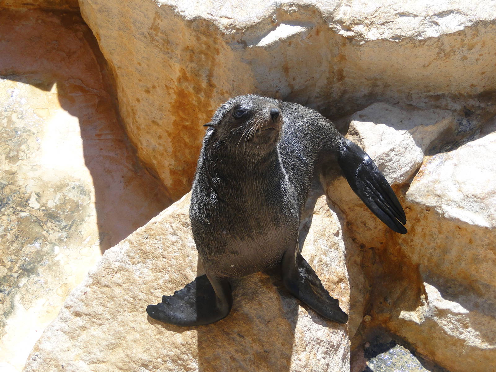 South American Fur Seal