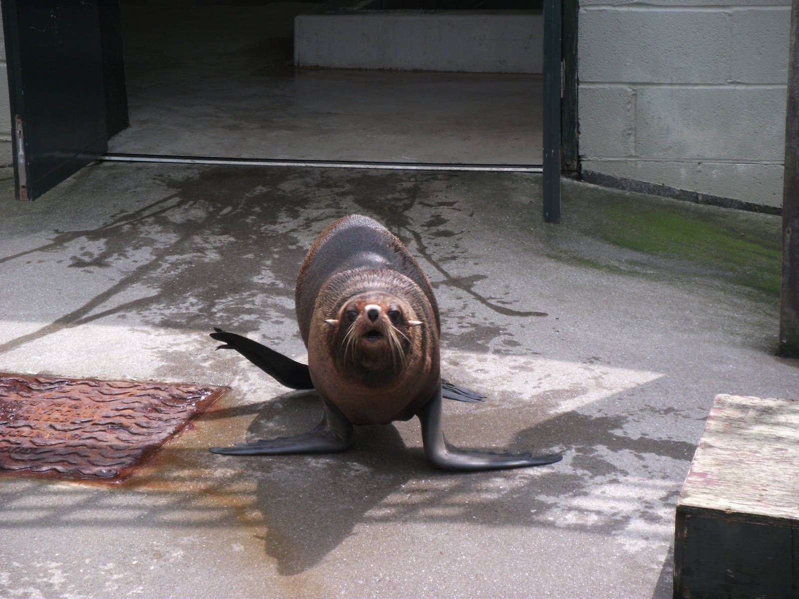South American Fur Seal