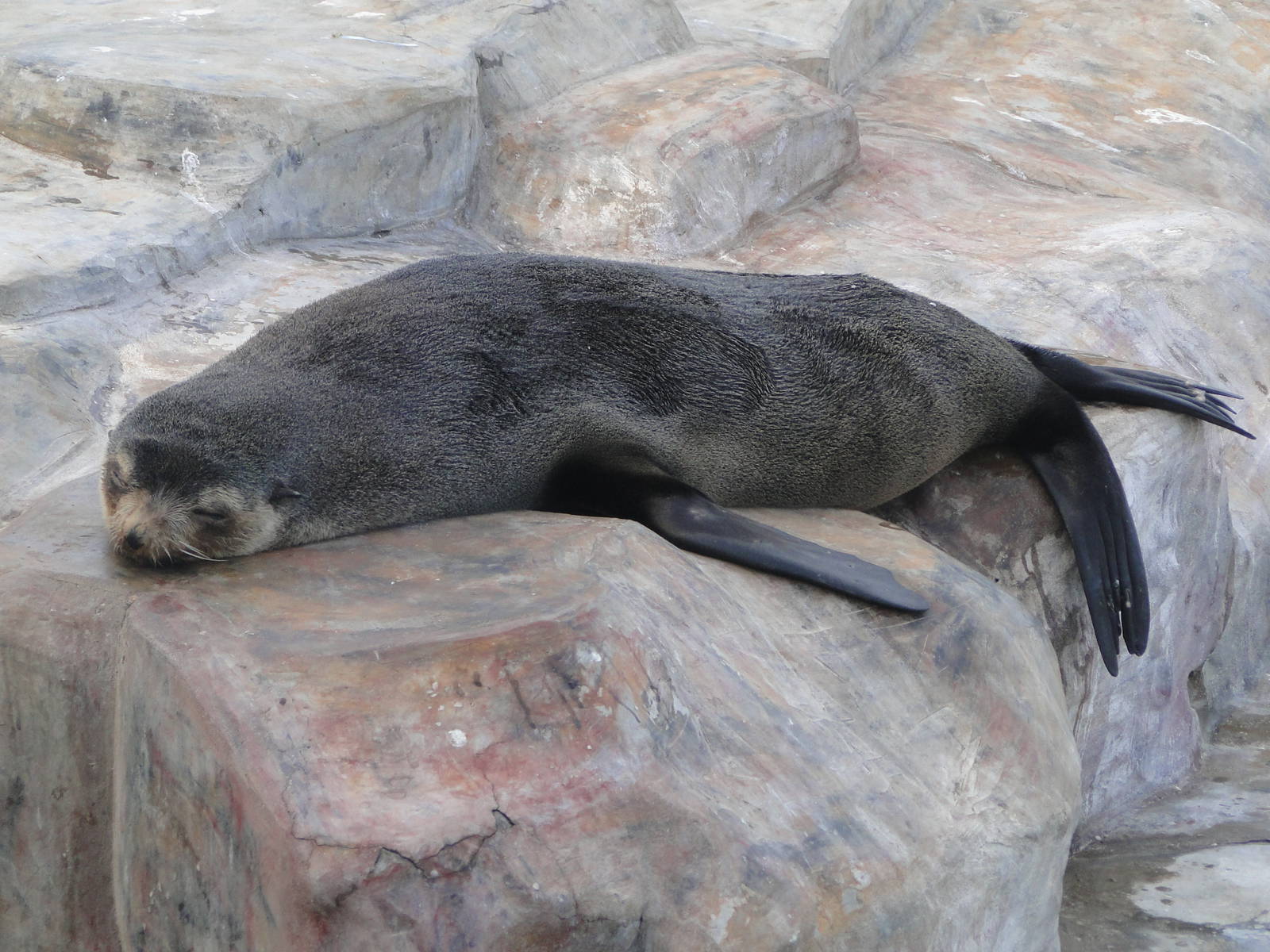 South American fur seal