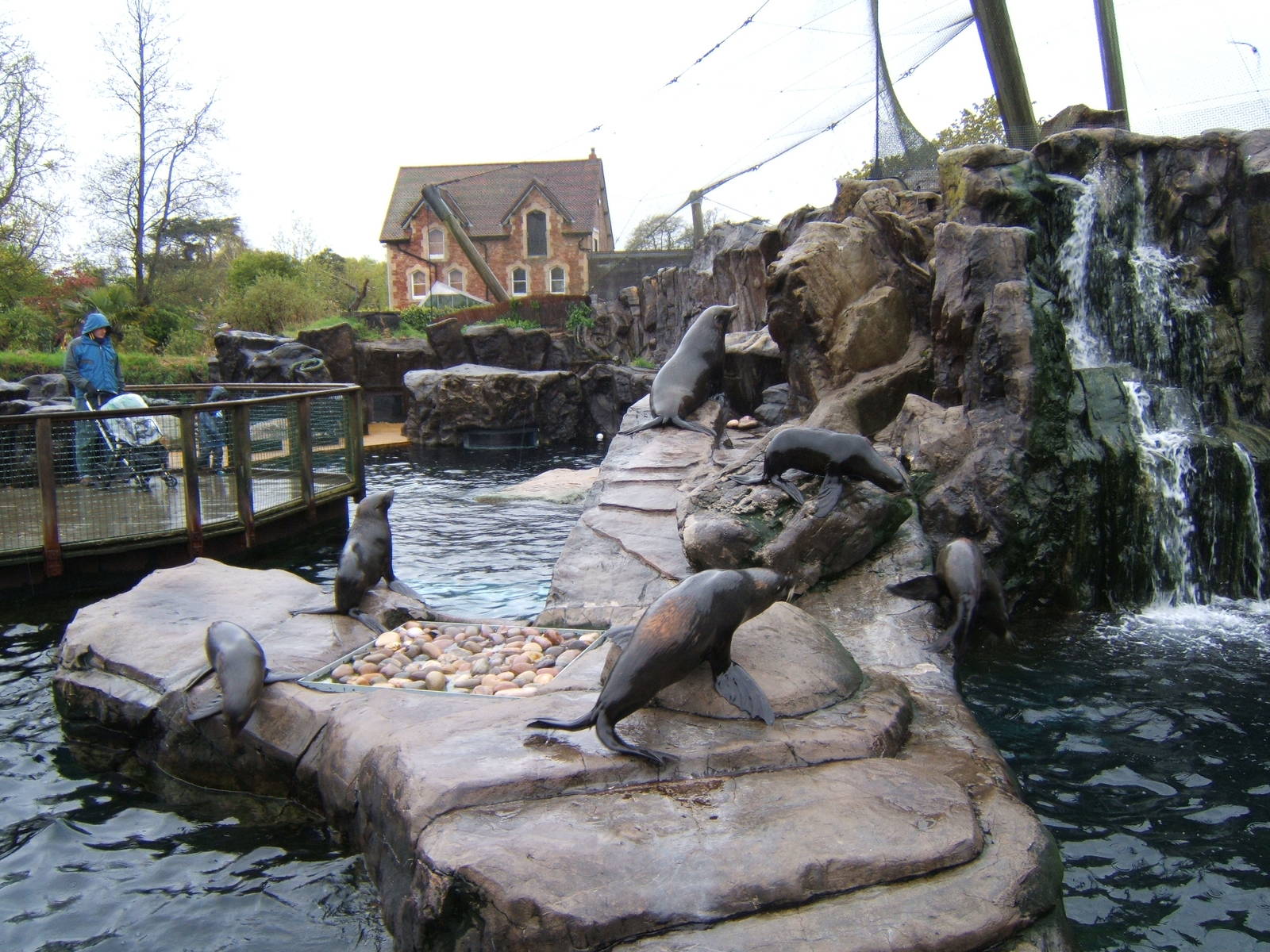 South American Fur Seal