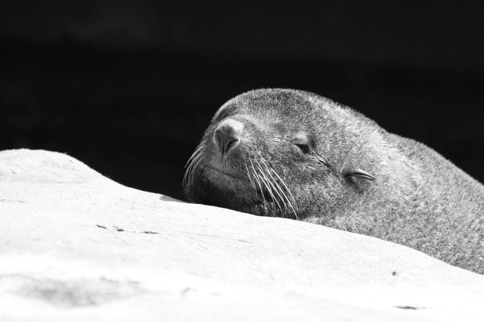 South American Fur Seal
