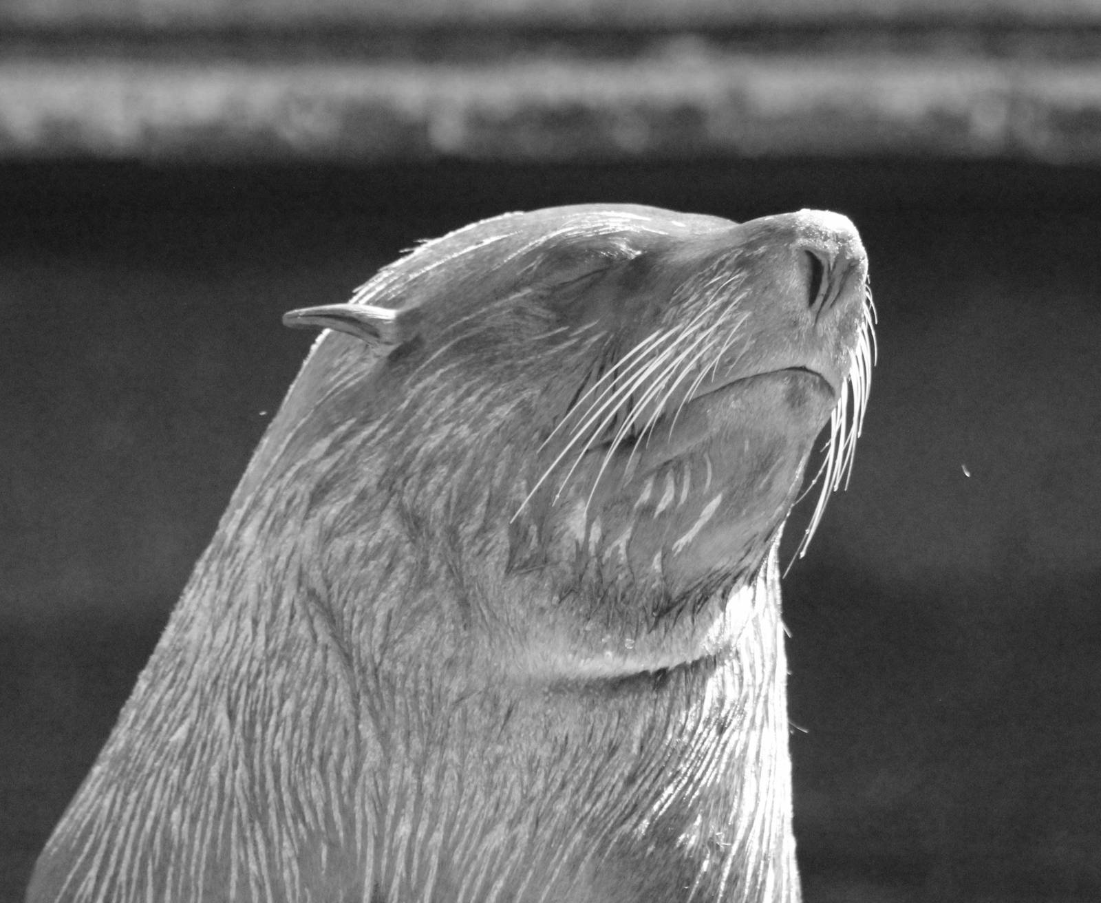 South American Fur Seal
