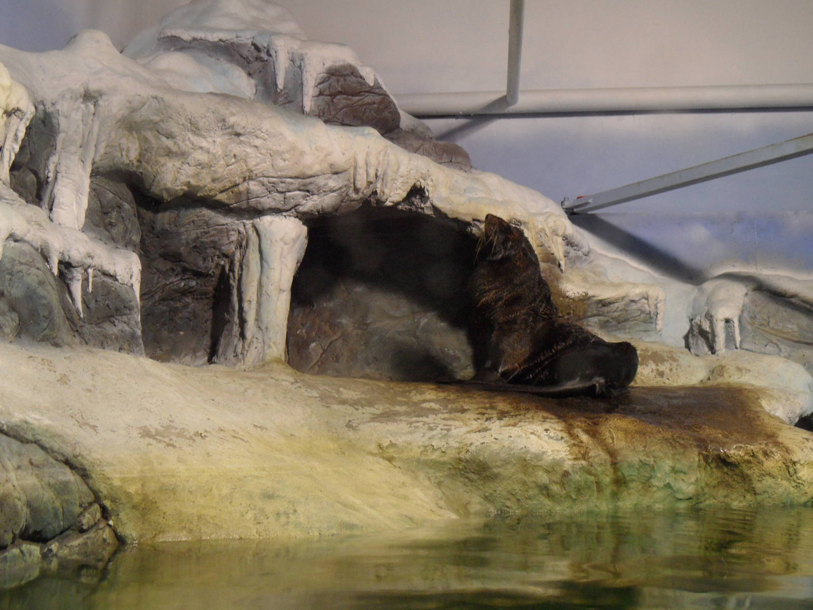 South american fur seal