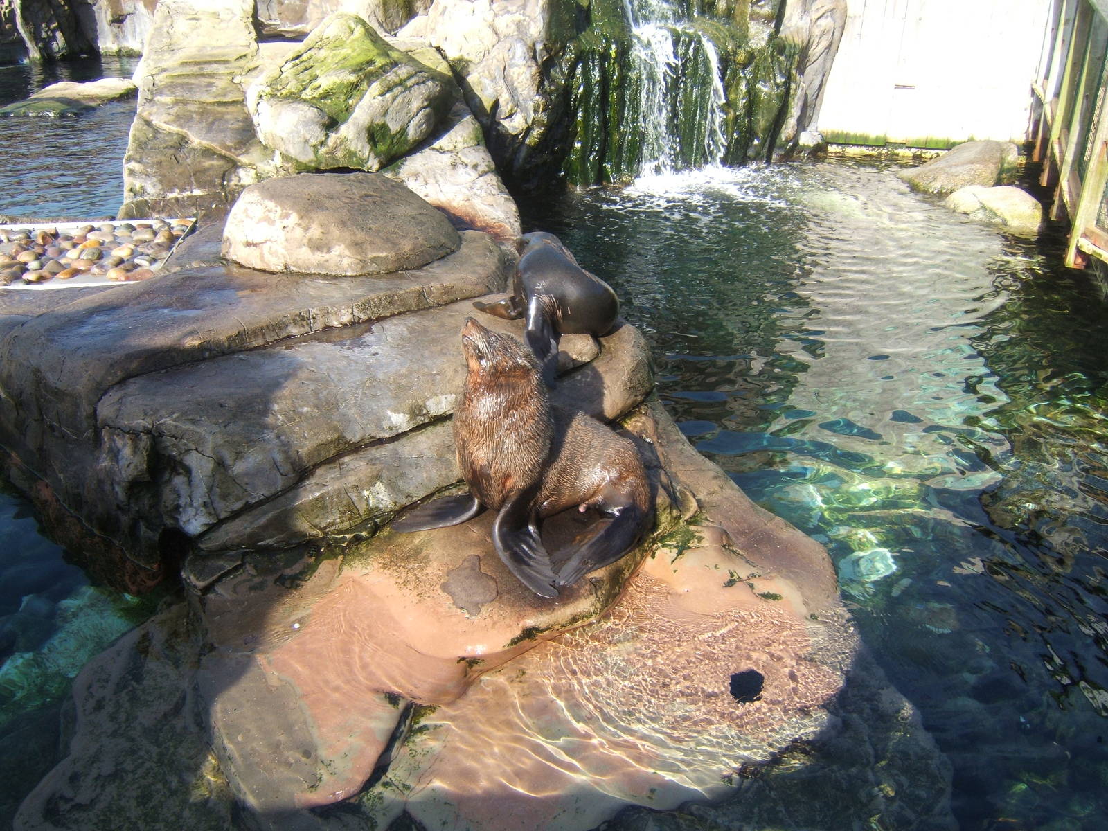 South American Fur Seal
