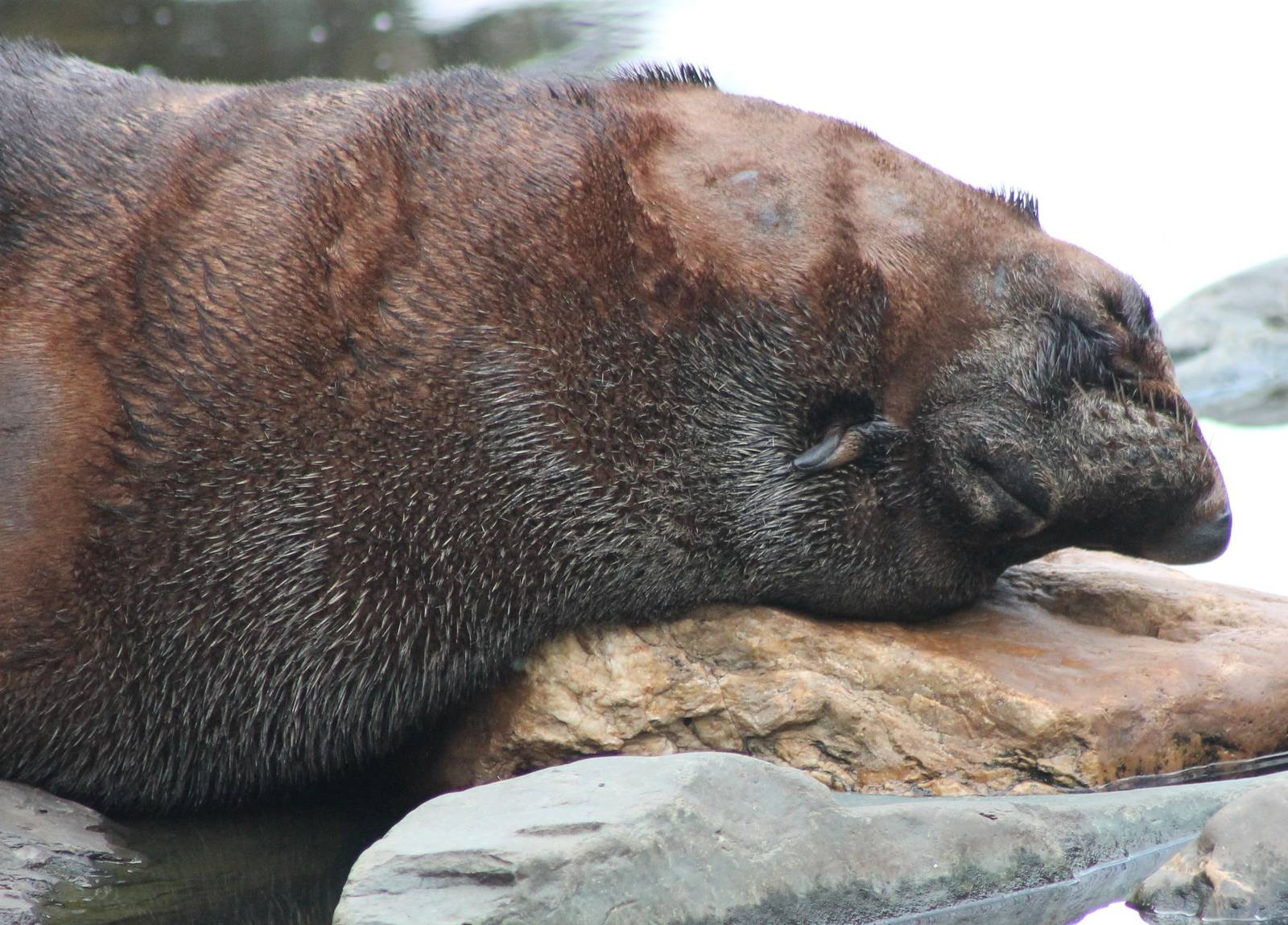 South American fur seal