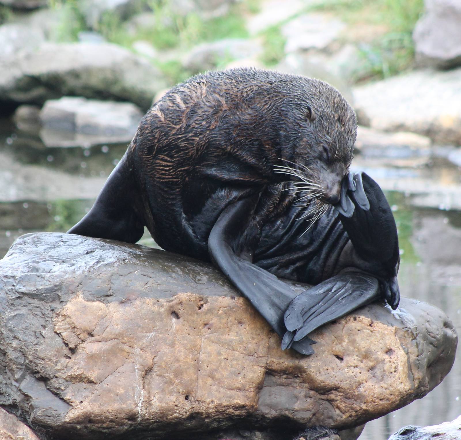 South American fur seal
