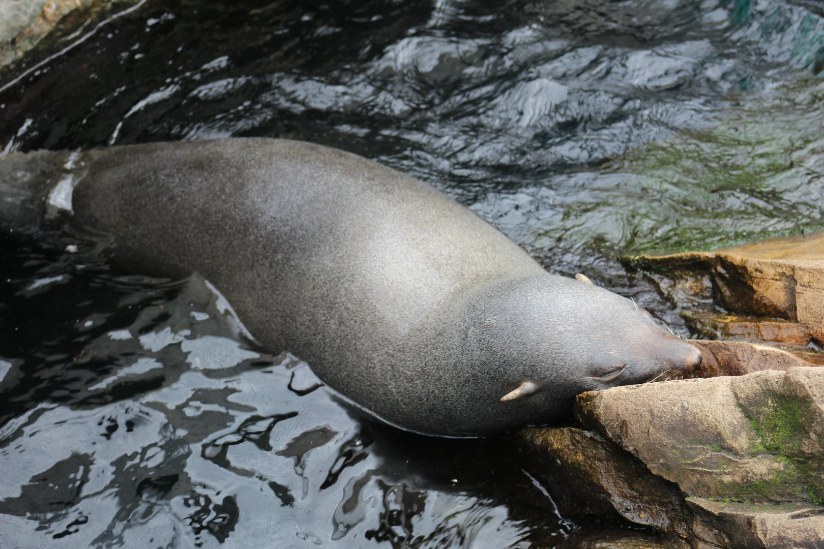 South American Fur Seal