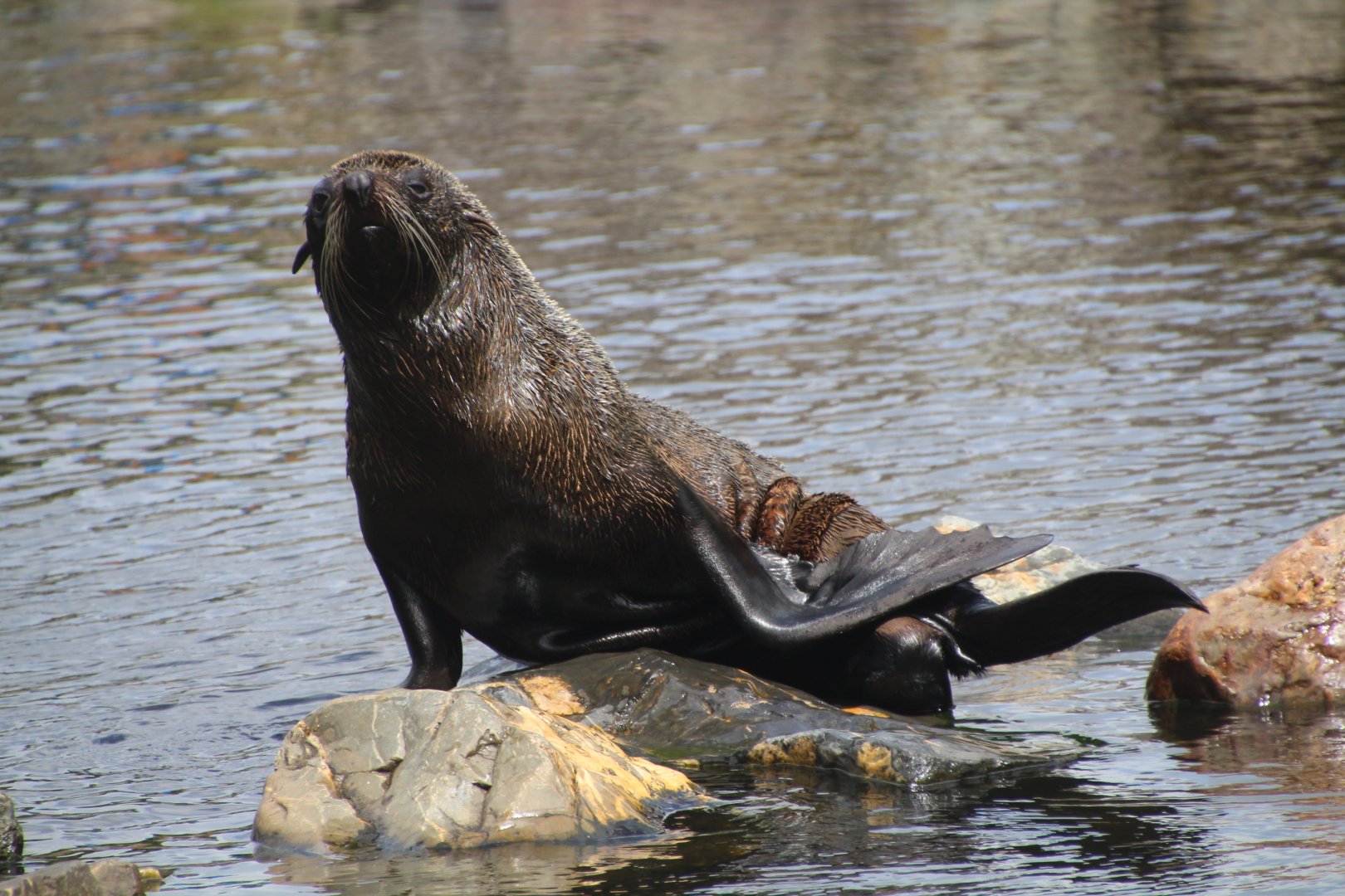 South American Fur Seal