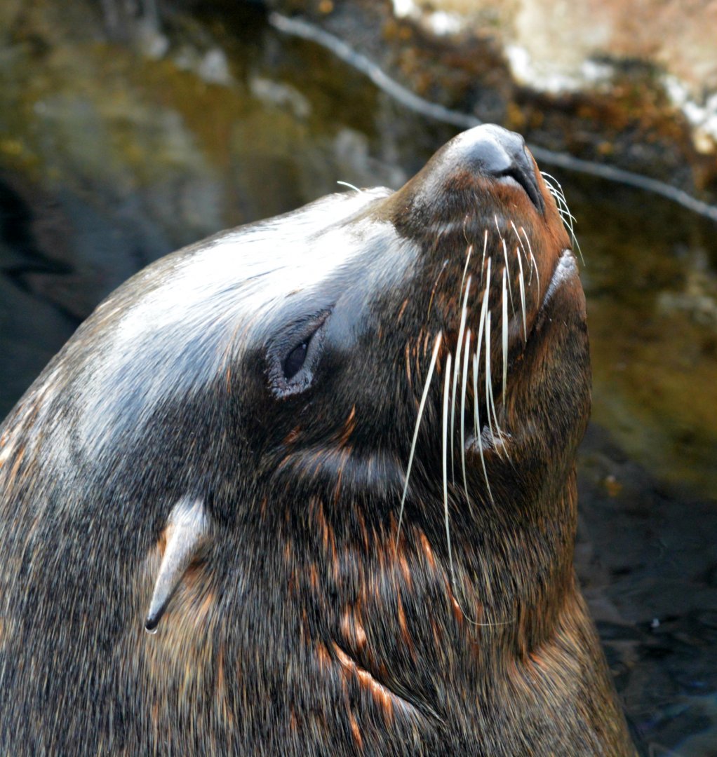 South American Fur Seal