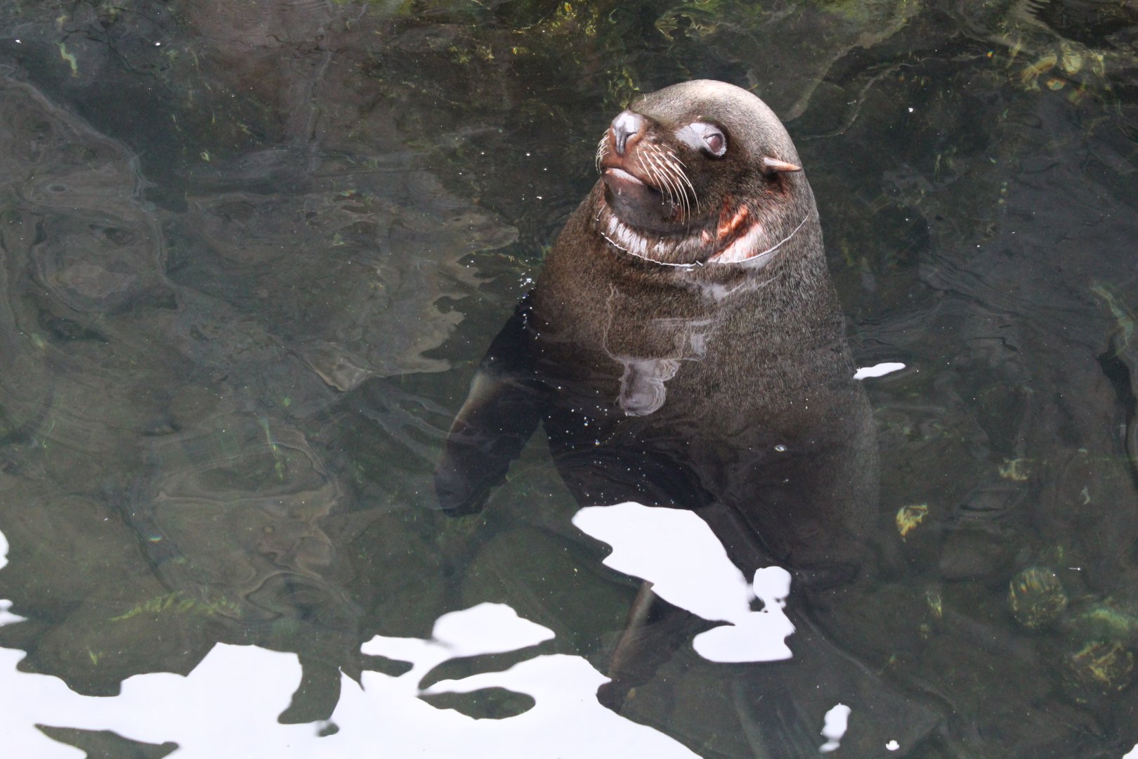 South American Fur Seal