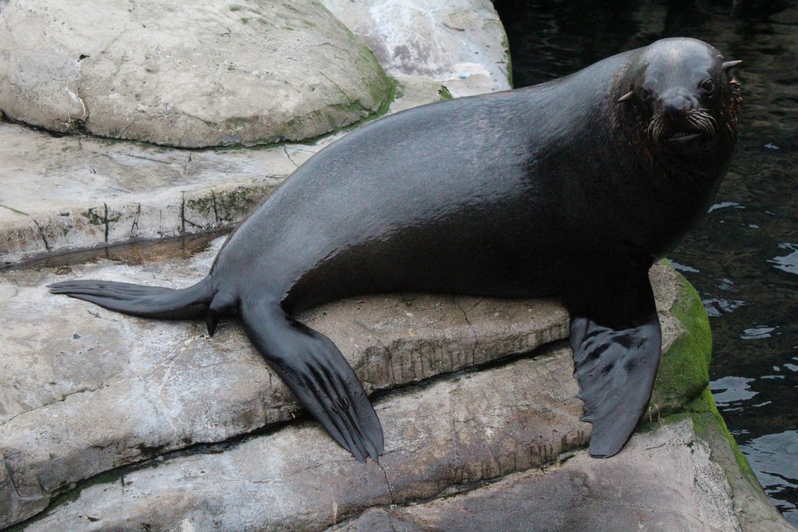 South American Fur Seal