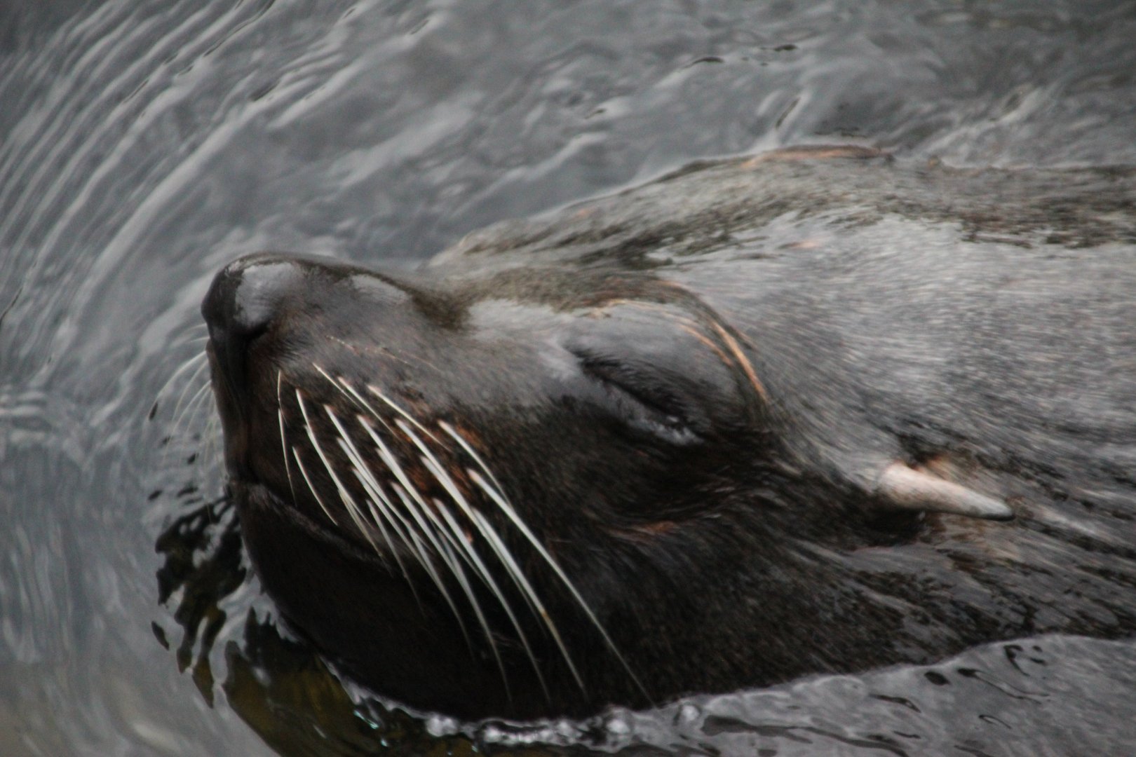 South American Fur Seal