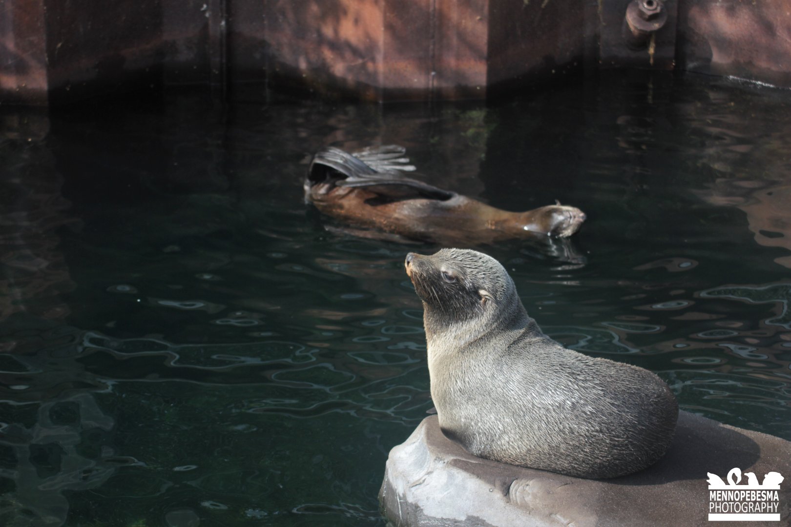 South American fur seal