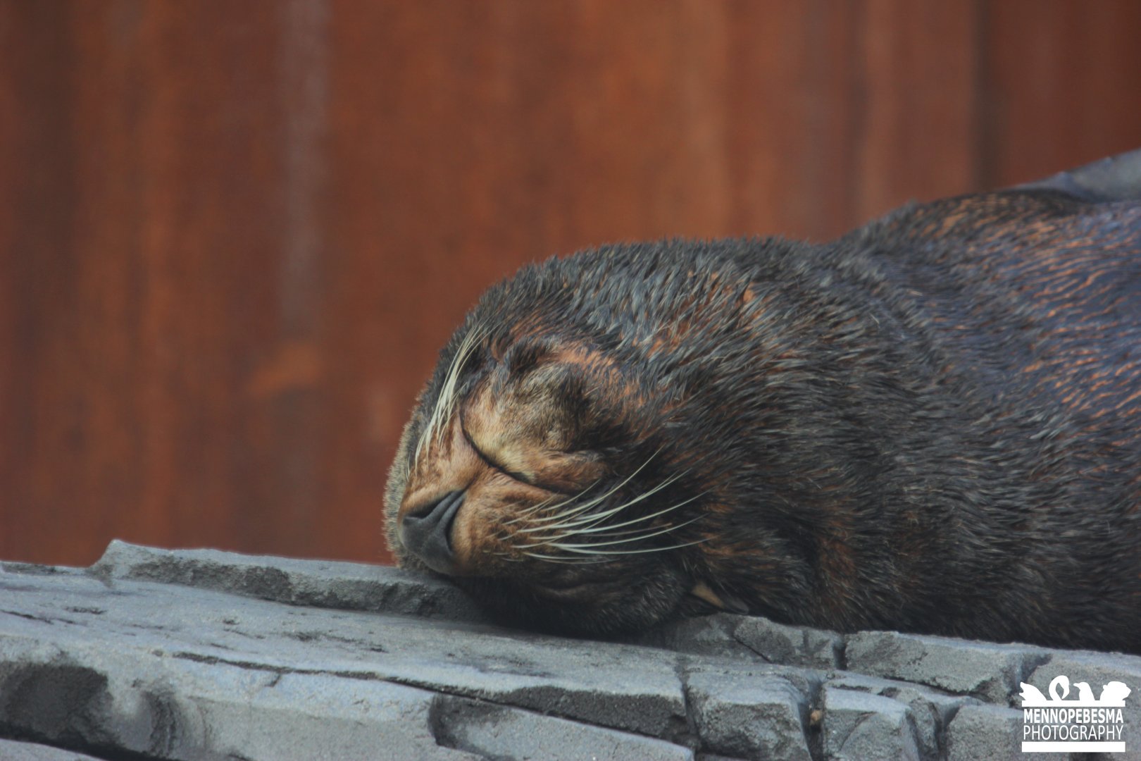South American fur seal