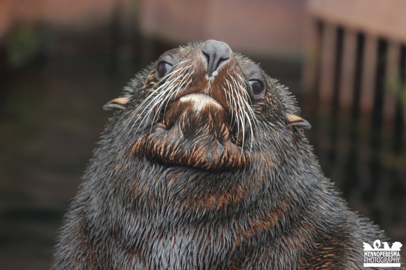 South American fur seal