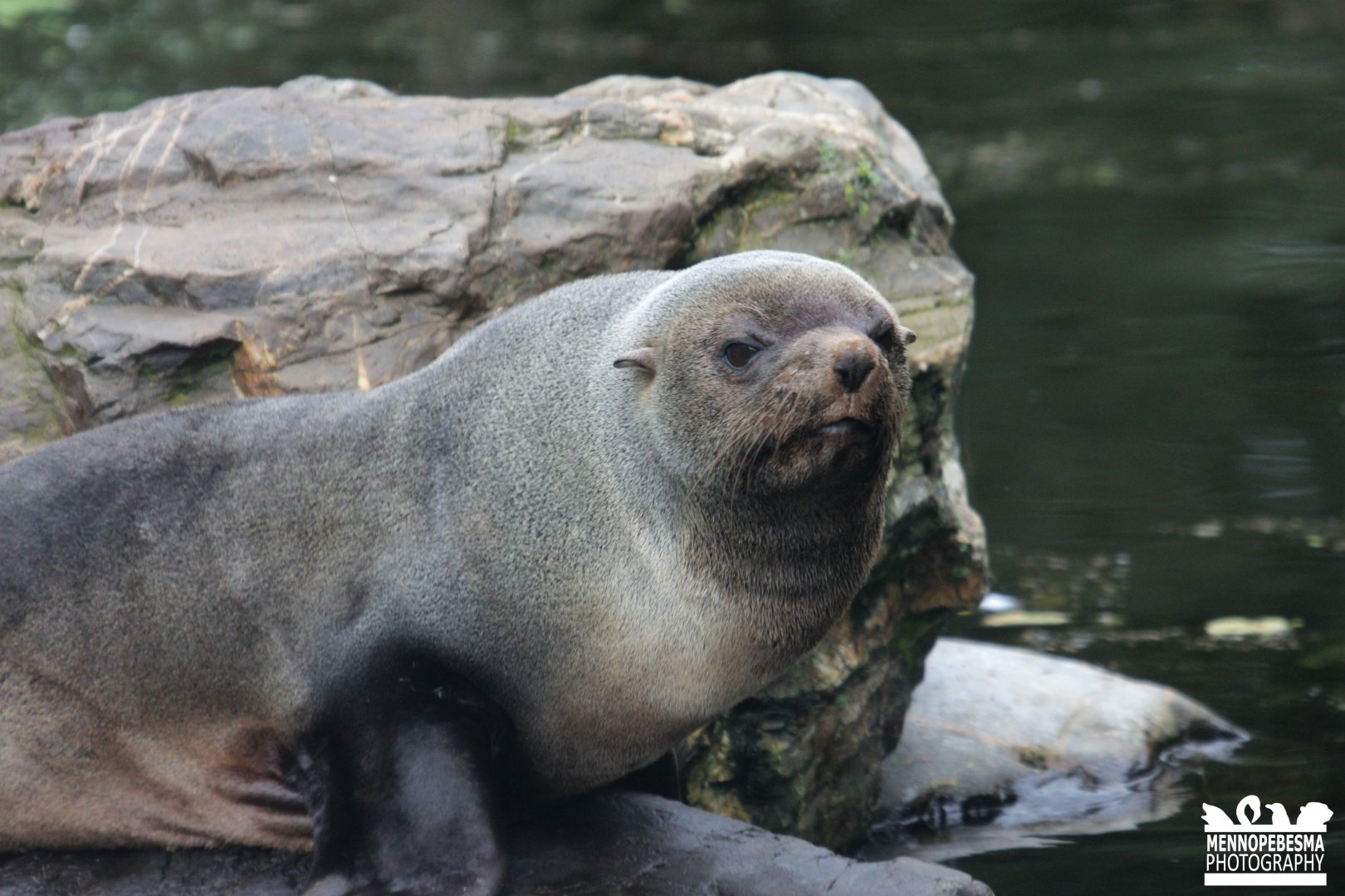 South American fur seal
