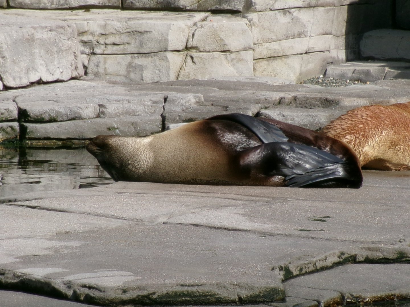 South American fur seal