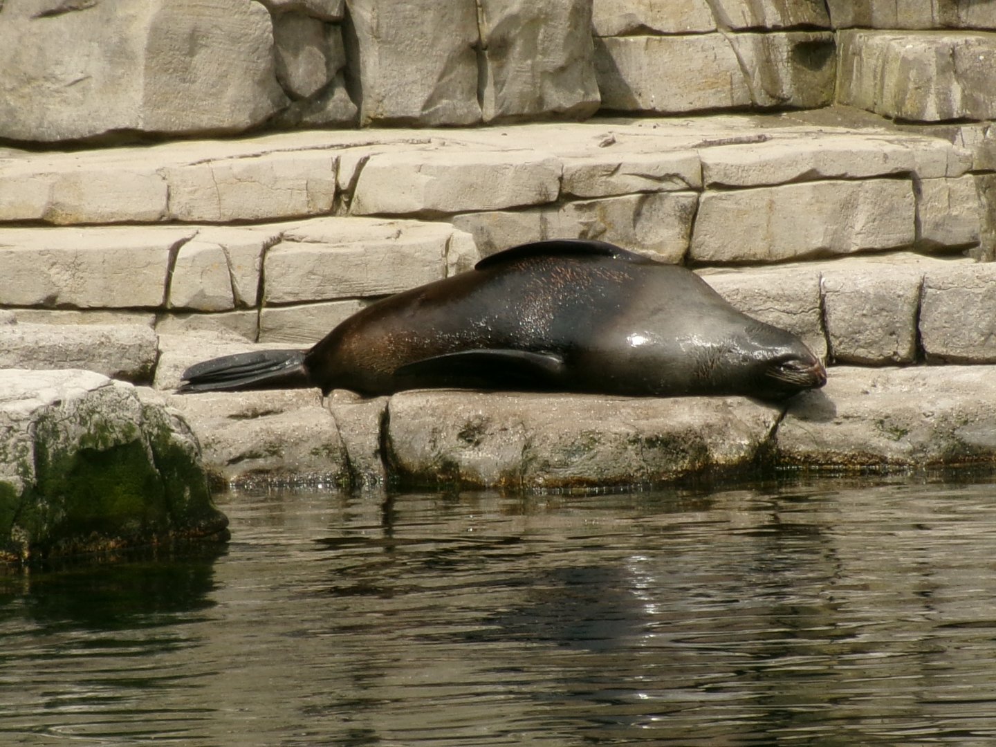 South American fur seal