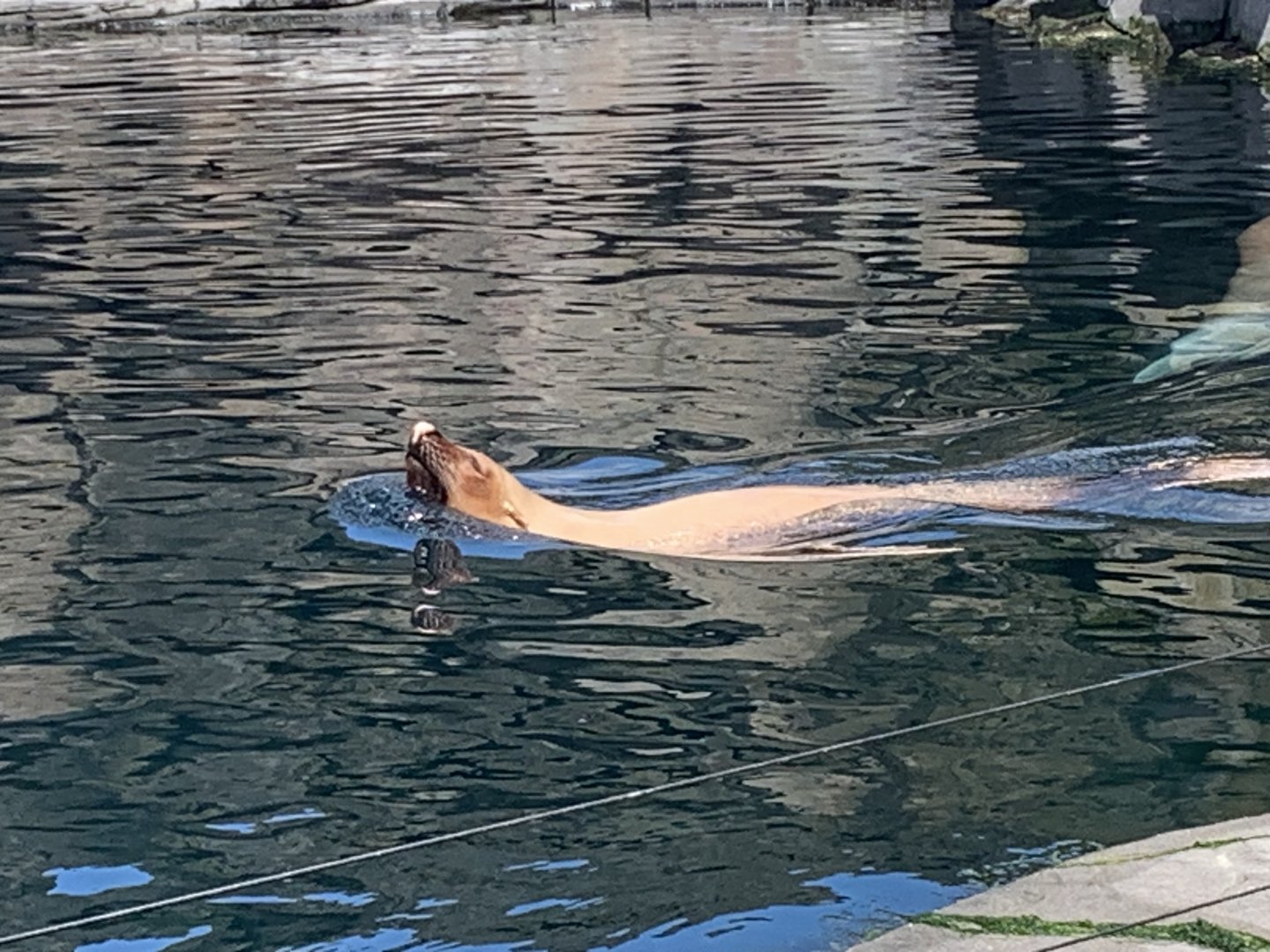 South American fur seal